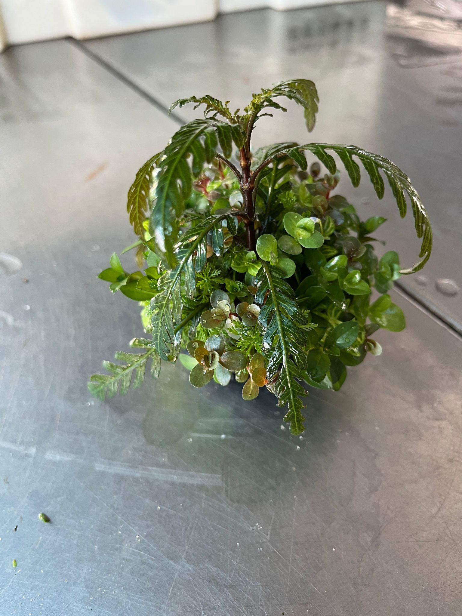 Lush Mixed Wabi-Kusa Aquatic Plant Ball for Stunning Aquascapes