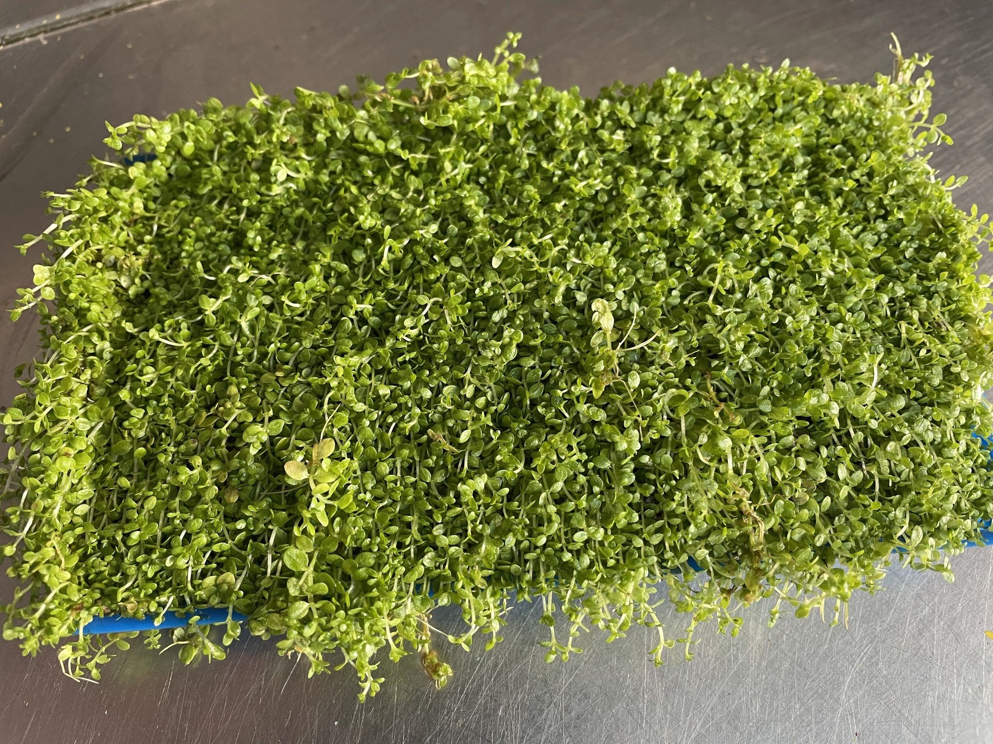 Lush, Vibrant Micranthemum 'Monte Carlo' Live Aquarium Plant - Dense Carpet Foreground
