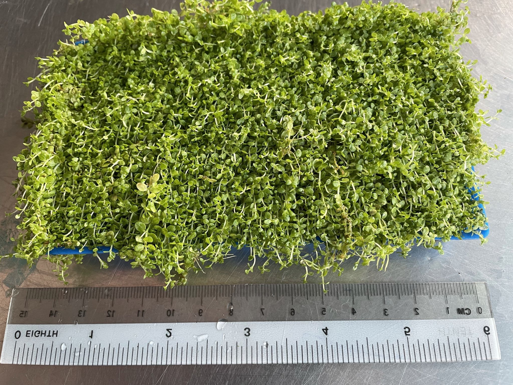 Lush, Vibrant Micranthemum 'Monte Carlo' Live Aquarium Plant - Dense Carpet Foreground
