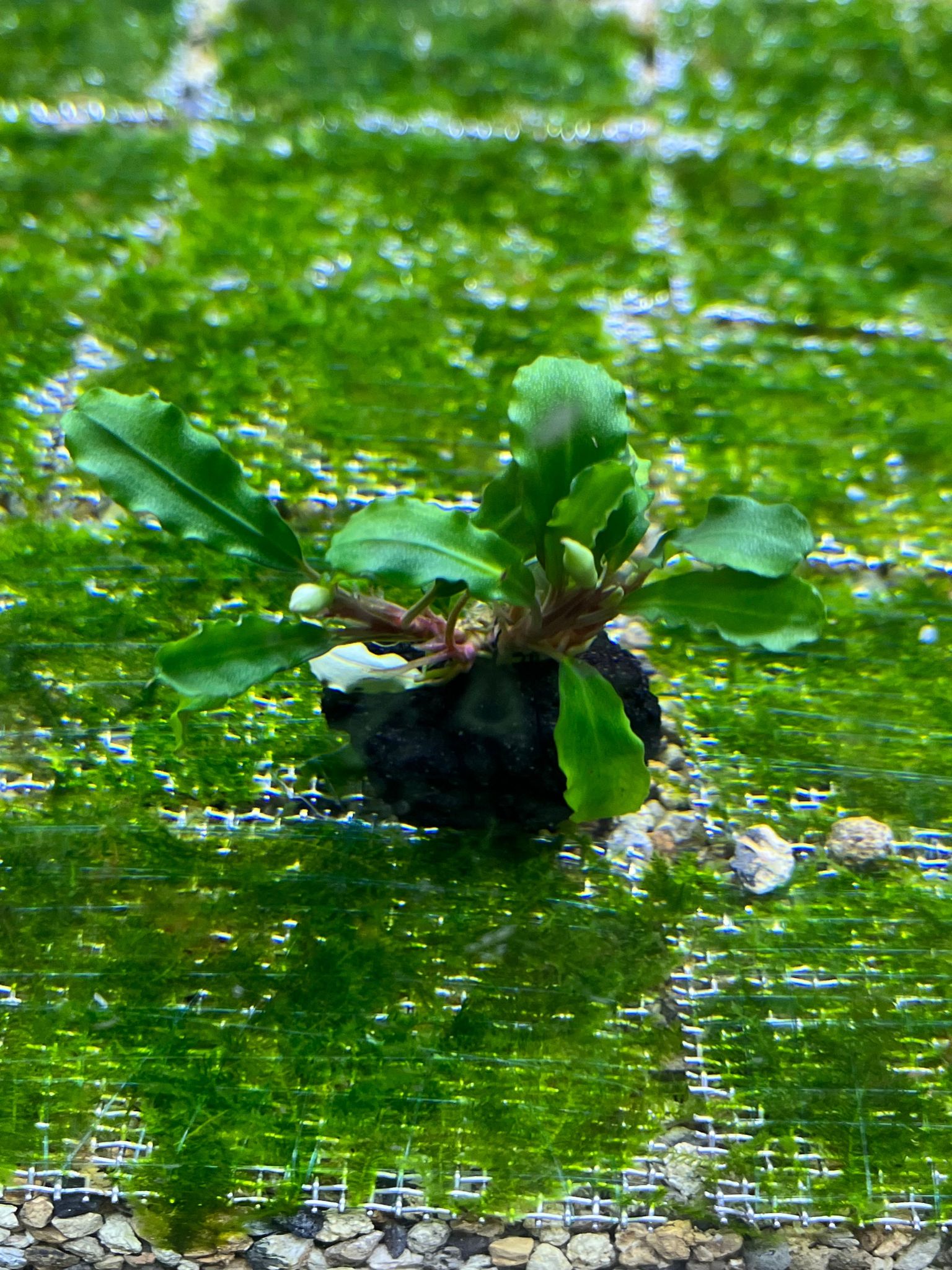 Lush Wavy Green Bucephalandra Live Aquarium Plant - Easy Care, Low Light