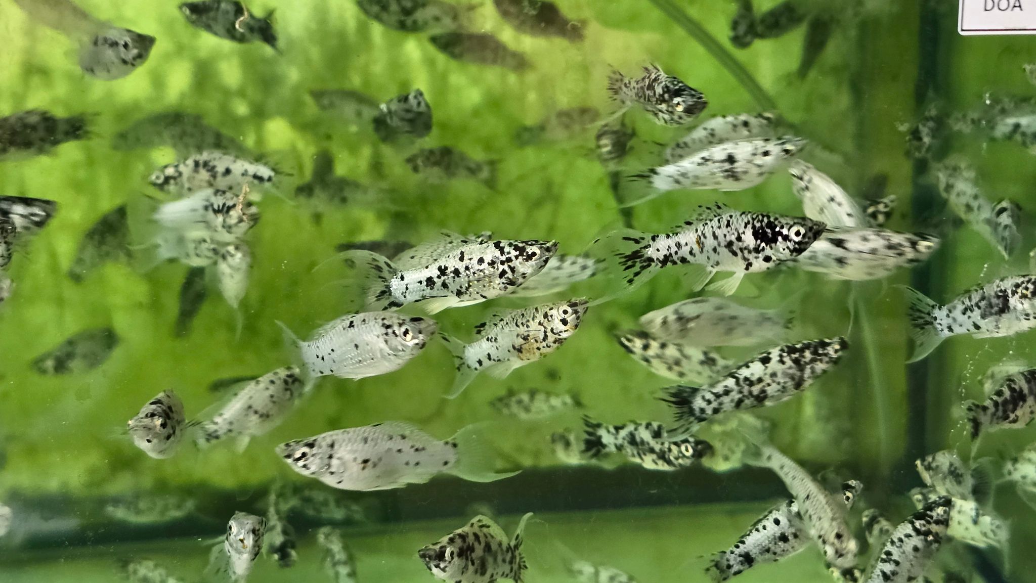 Lyretail Dalmatian molly 3cm