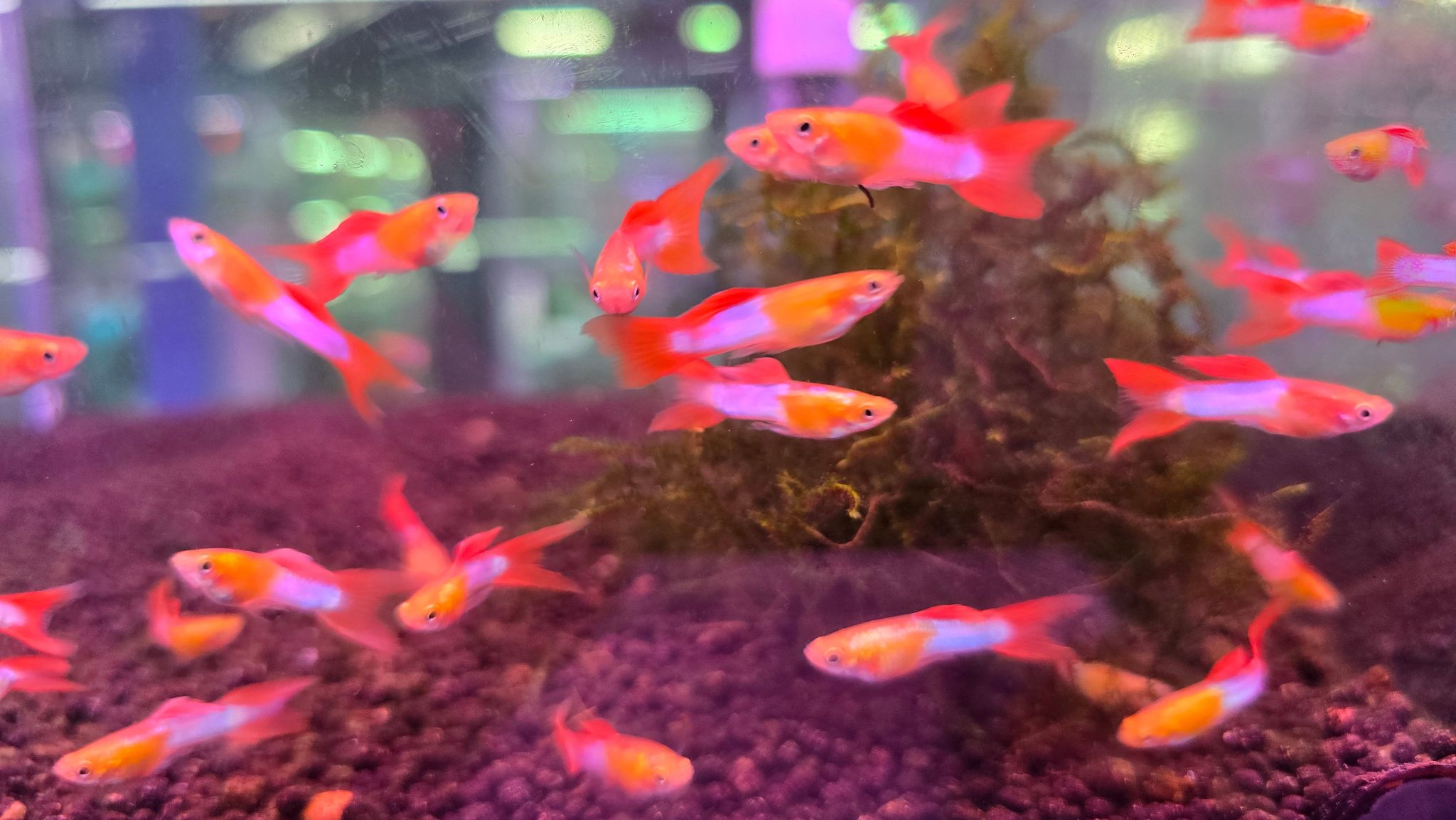 Lyretail japan blue endler guppy male 2.5cm