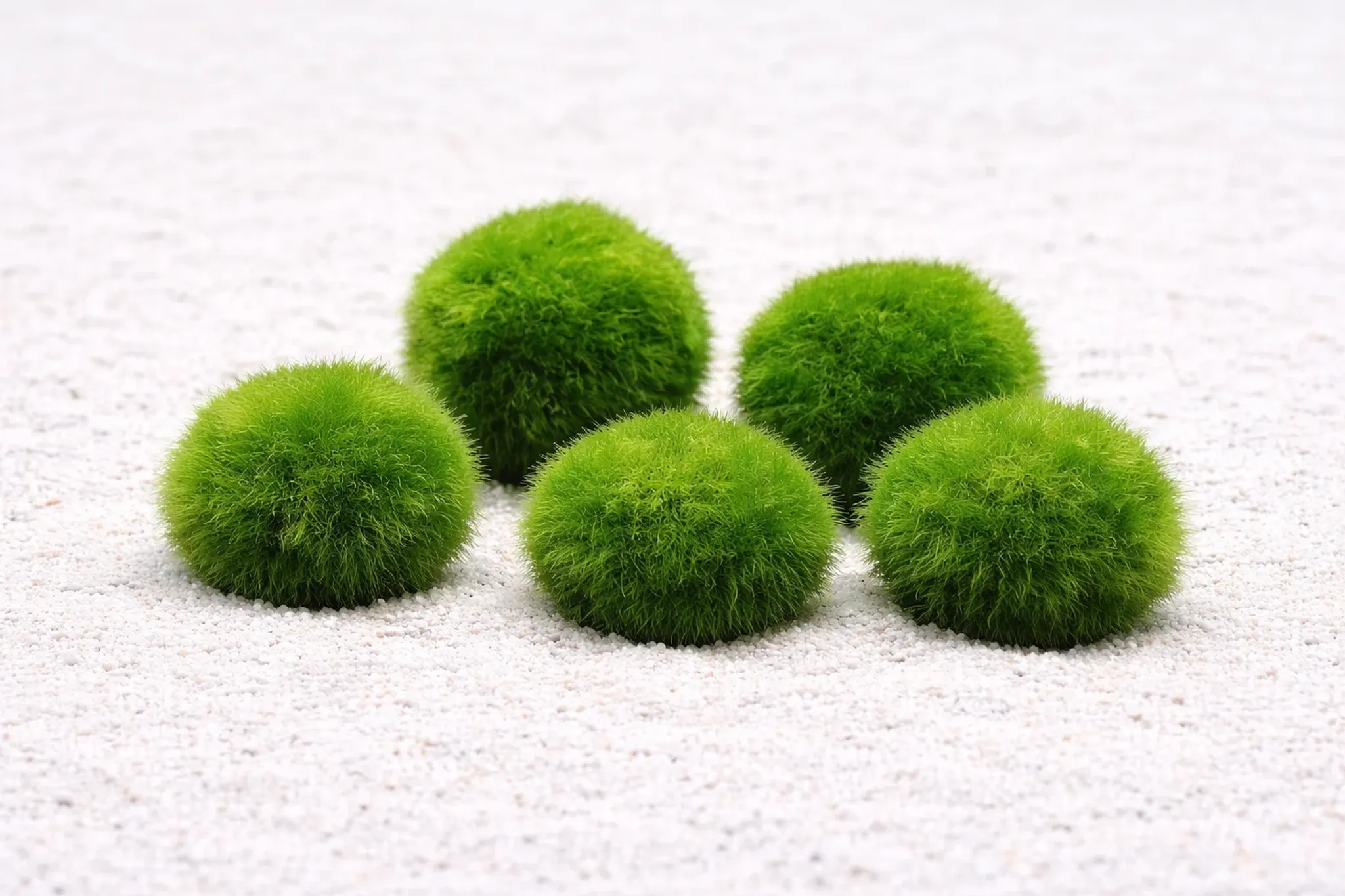 Marimo Moss Ball Care Guide: Light, CO2, Substrate and Growth Tips