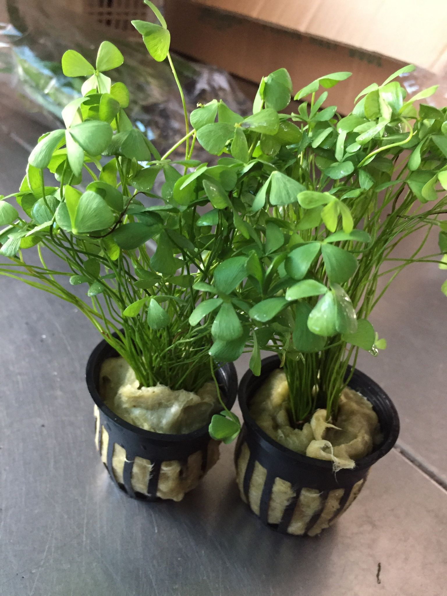 Marsilea Crenata Live Aquarium Plant - Easy Carpet Foreground for Freshwater Tanks