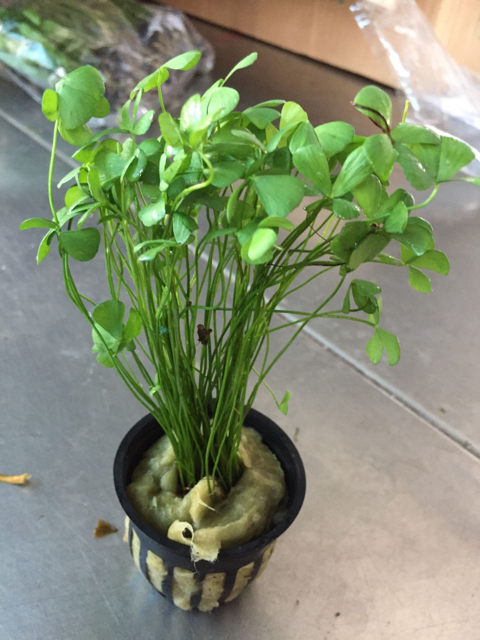 Marsilea Crenata Live Aquarium Plant - Easy Carpet Foreground for Freshwater Tanks