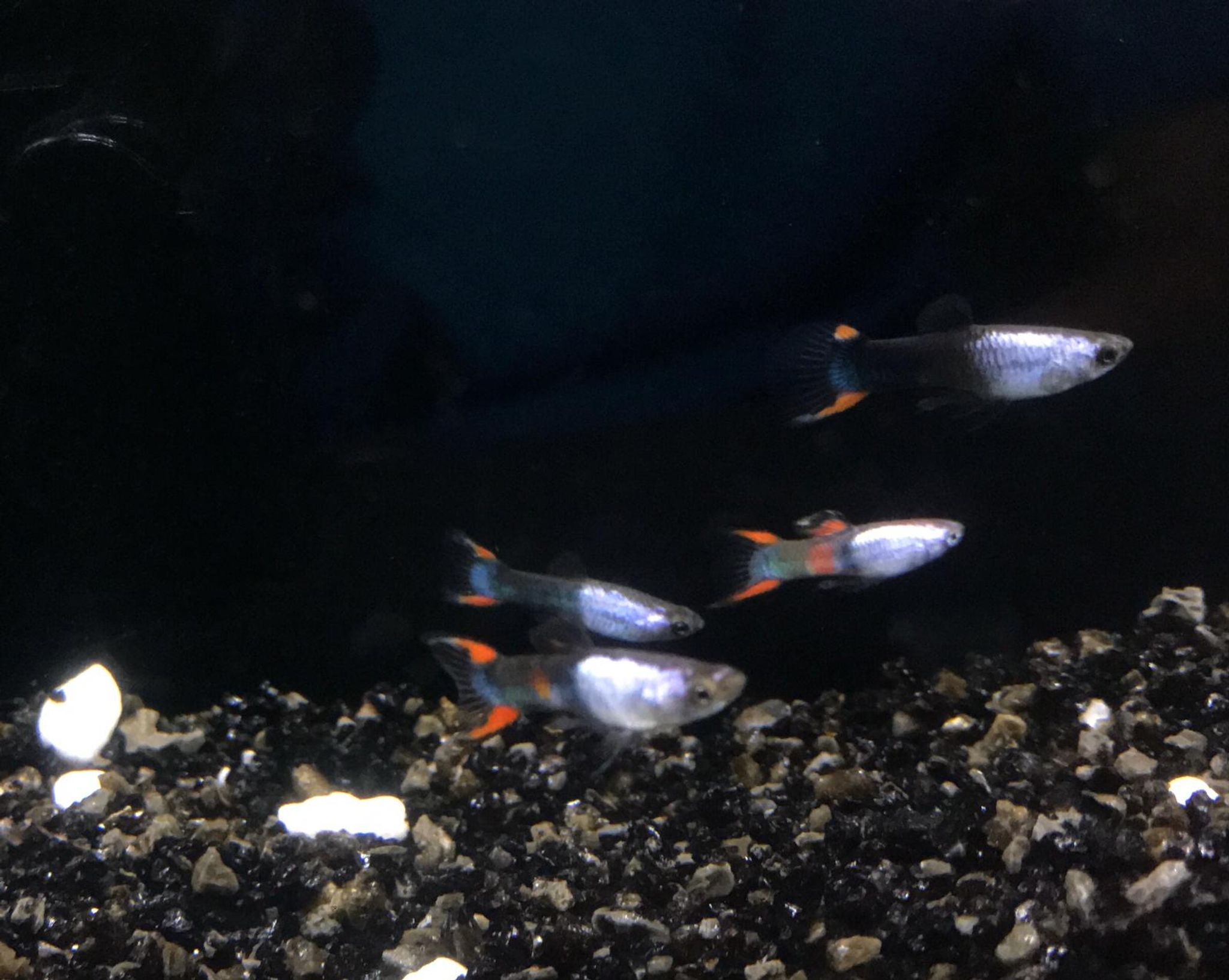 Metallic tuxedo endler guppy 1.5cm