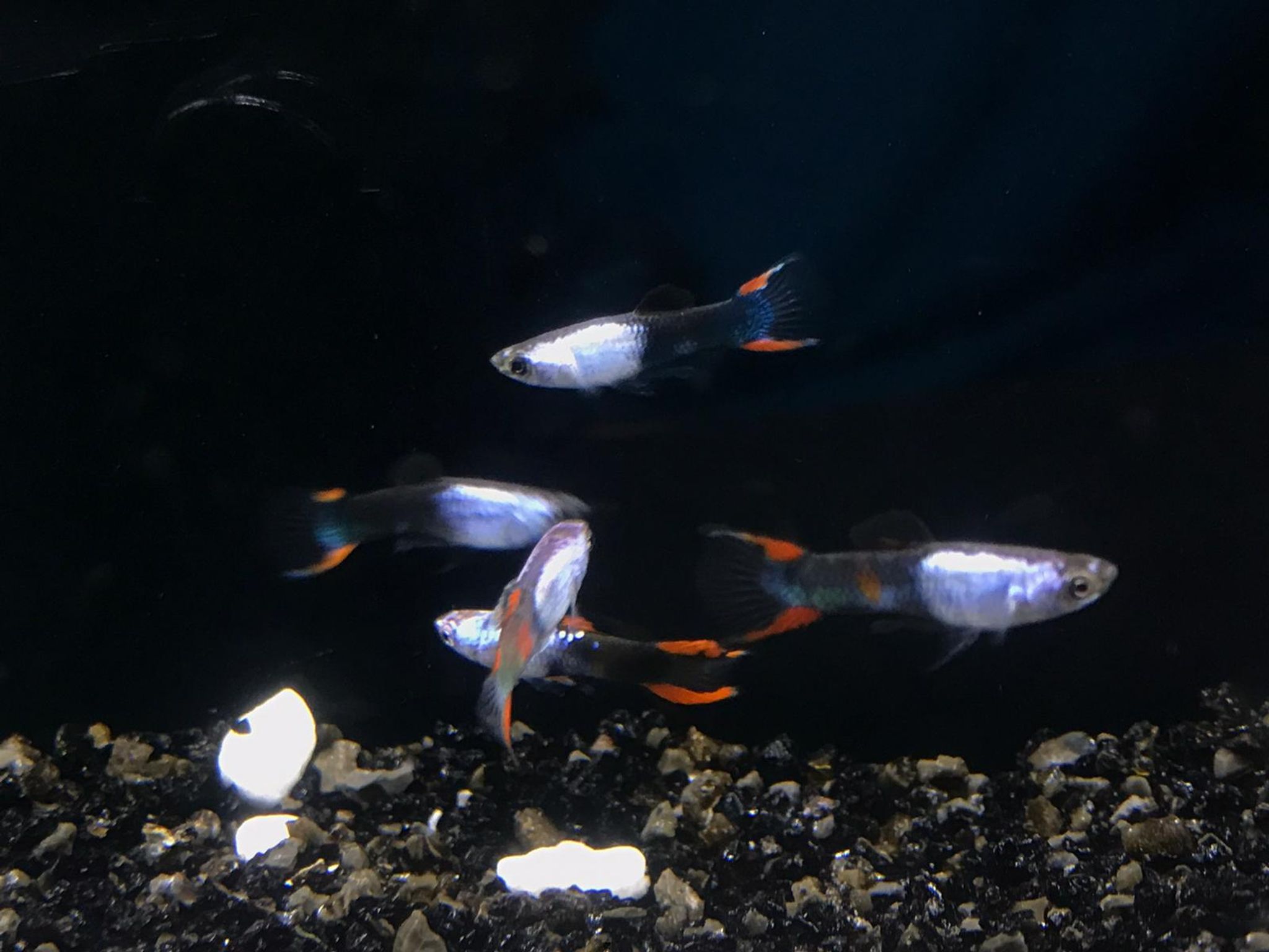 Metallic tuxedo endler guppy 1.5cm