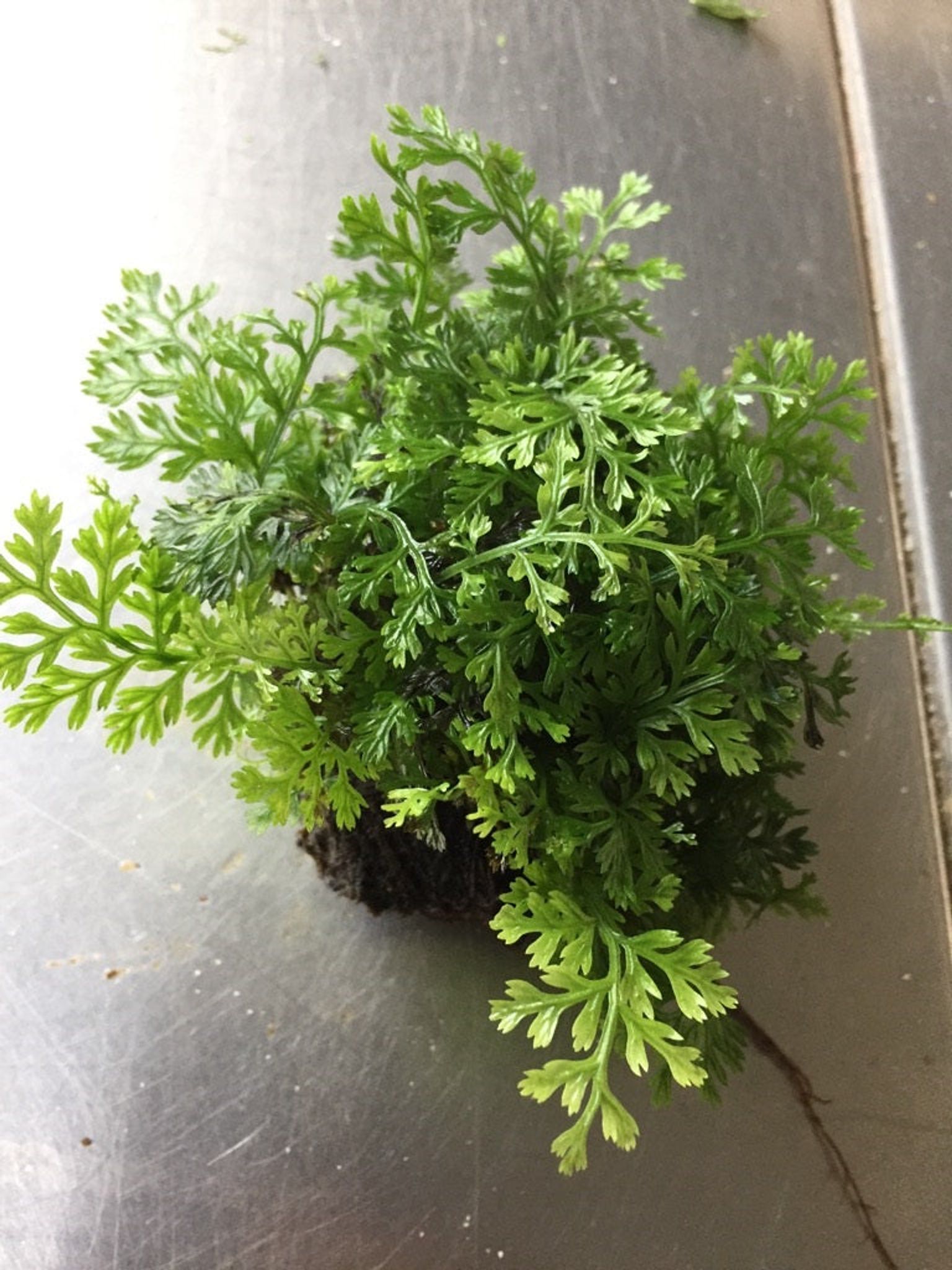 Best Tank Mates and Aquascaping Uses for Bolbitis