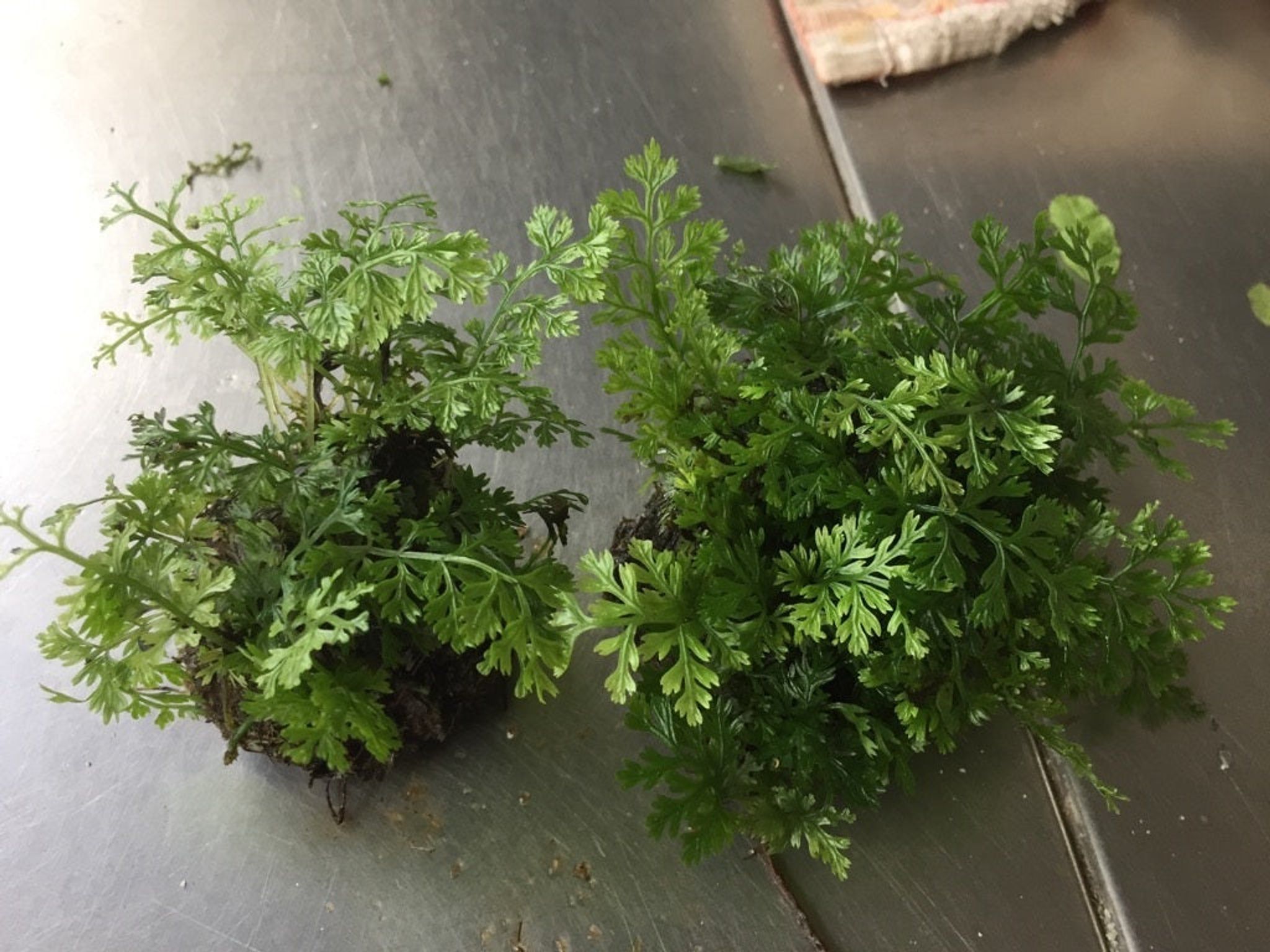 Mini Bolbitis Live Aquatic Plant for Easy Midground Aquarium Decor