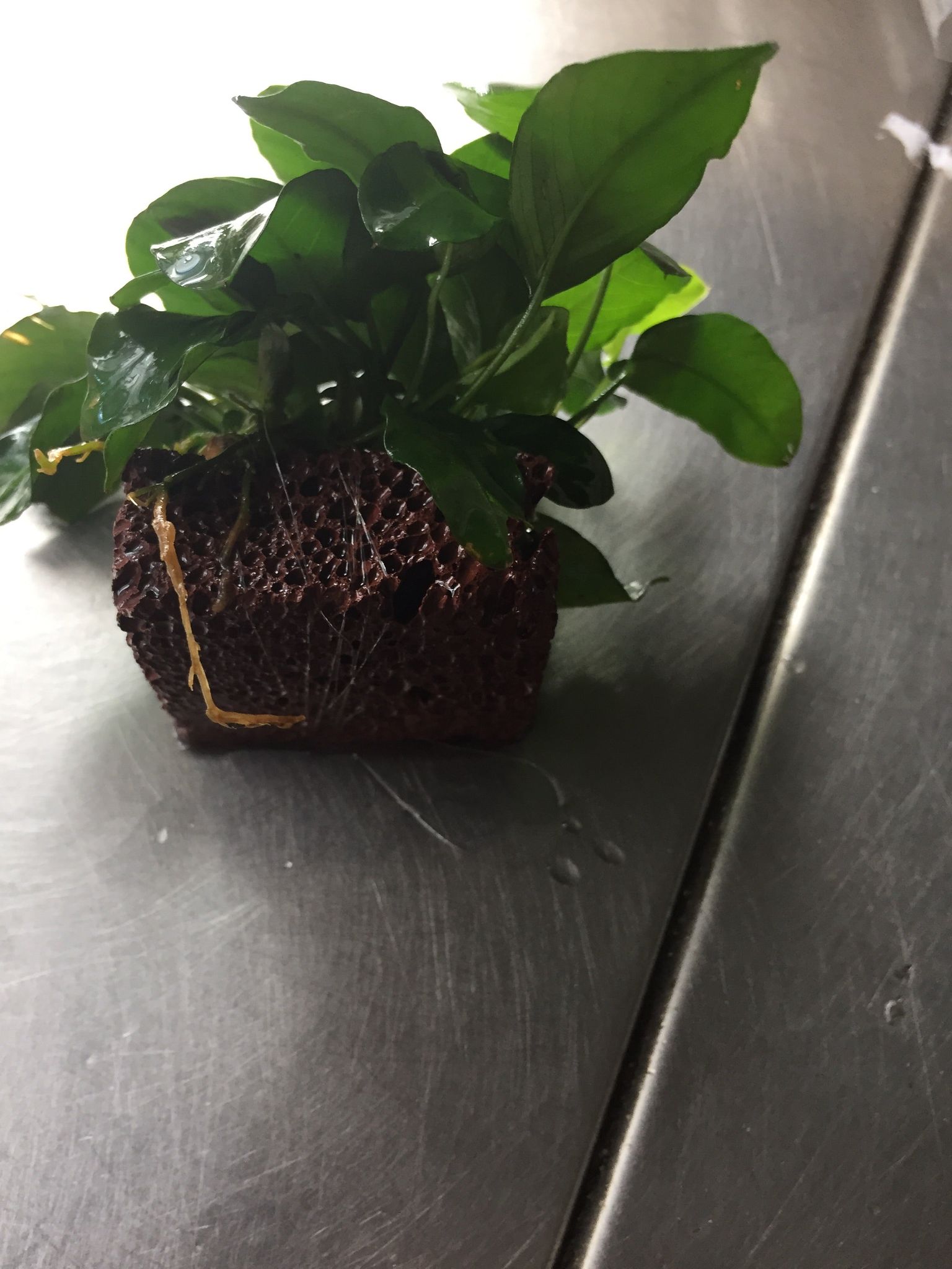 Miniature Anubias Nana Bonsai Live Aquarium Plant Easy Low Light Aquatic