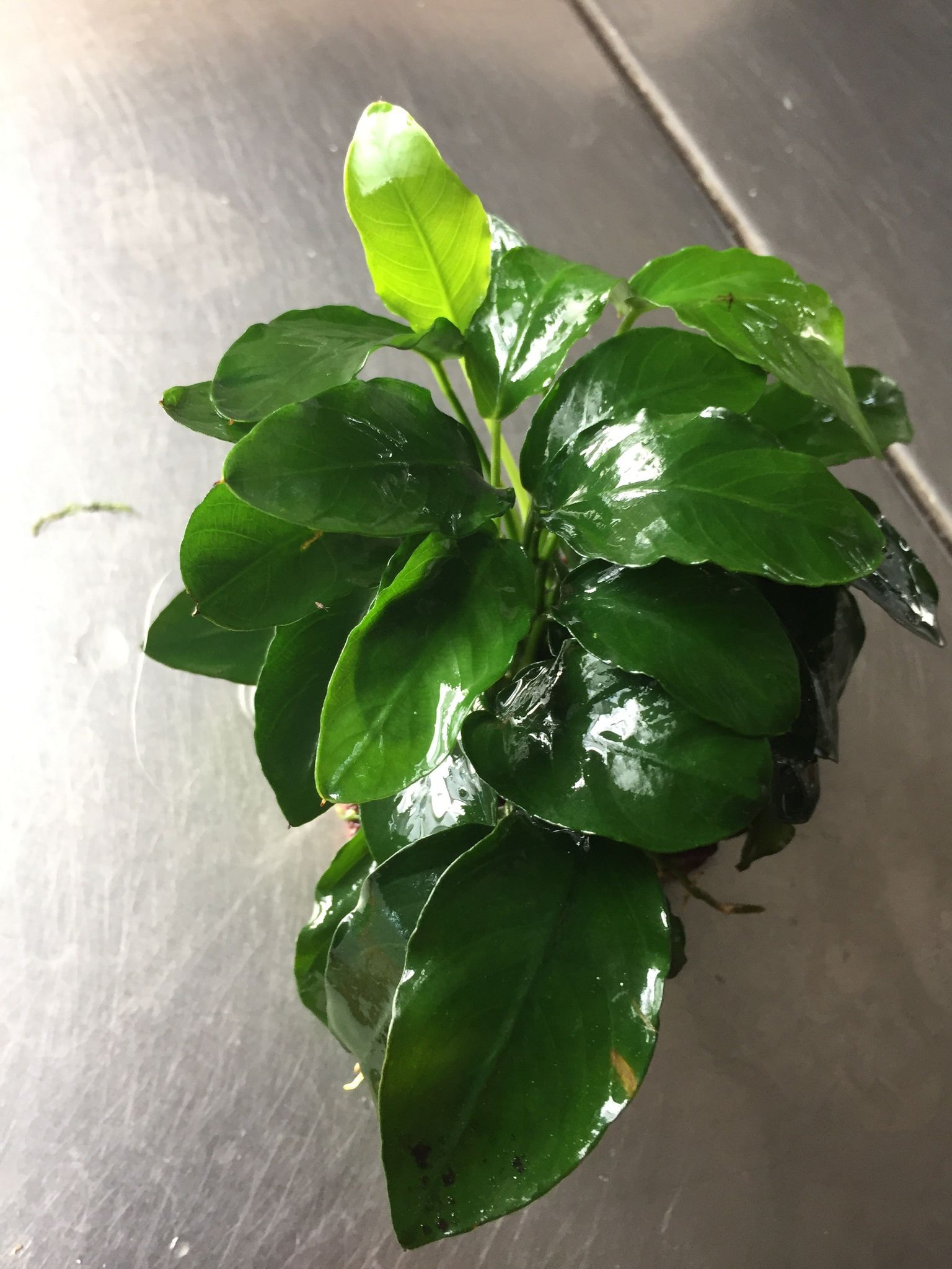 Miniature Anubias Nana Bonsai Live Aquarium Plant Easy Low Light Aquatic