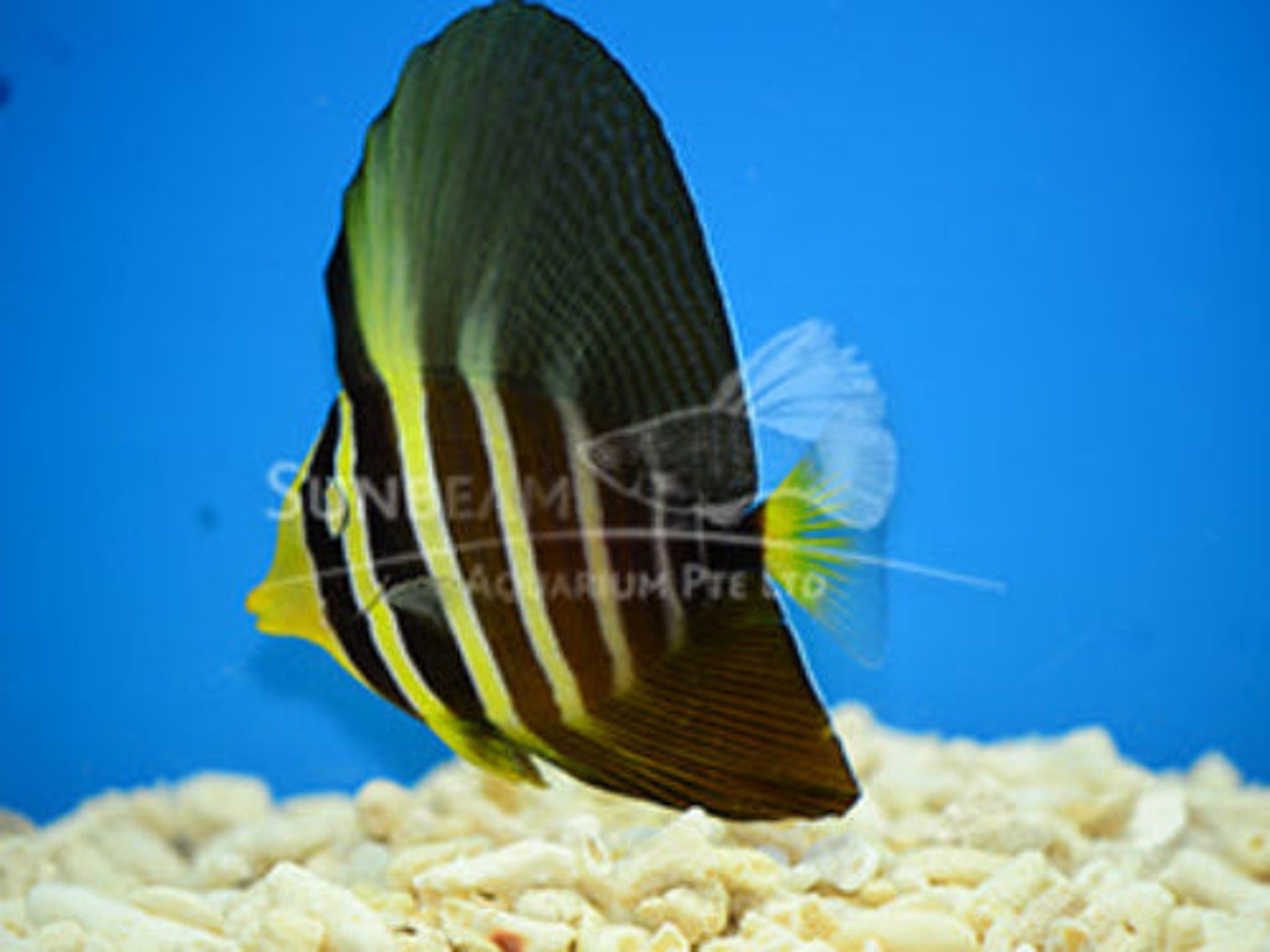 Pacific sailfin Tang Marine 9cm