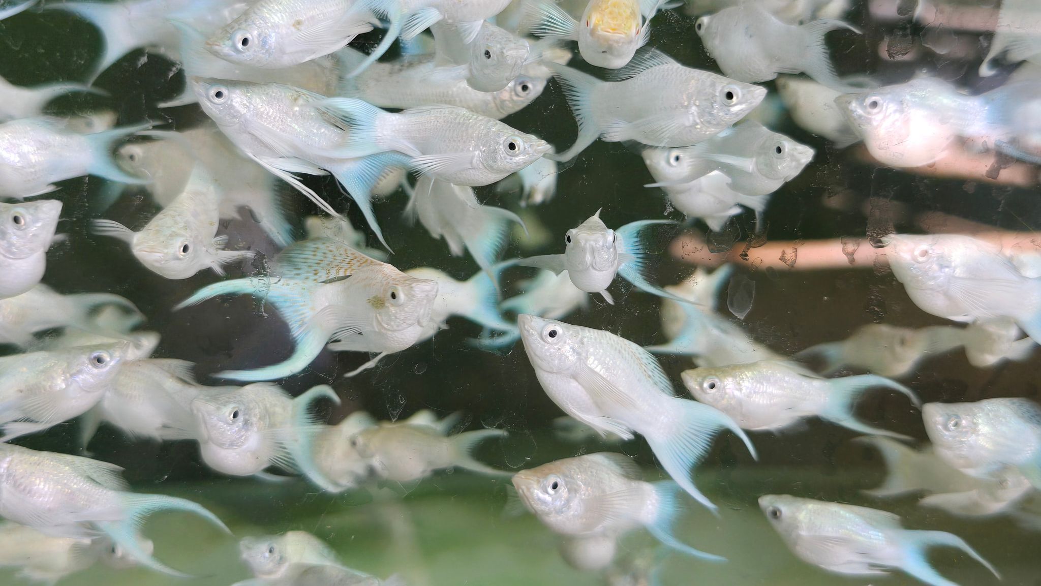Platinum lyretail balloon molly 3cm
