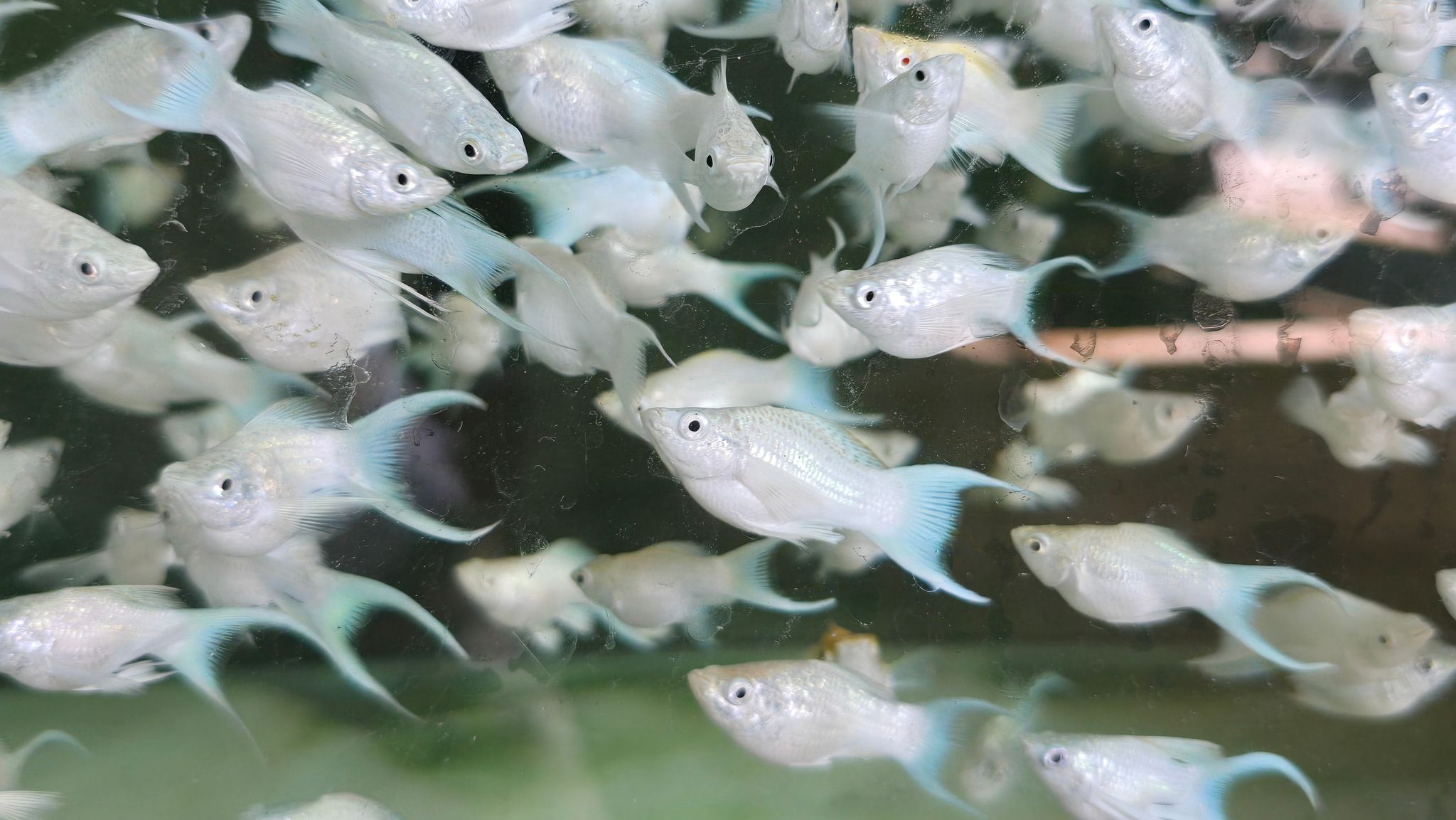 Platinum lyretail balloon molly 3cm