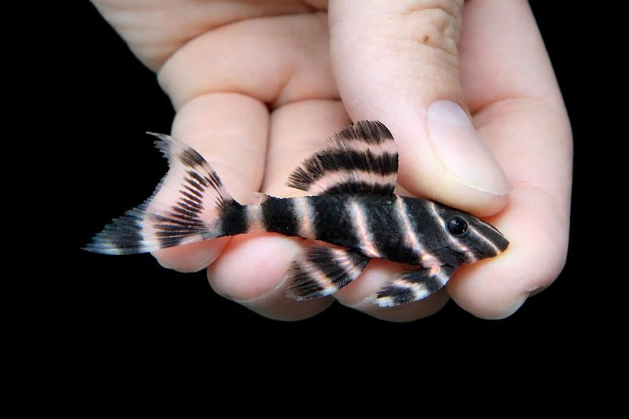 Pleco L204 4-5cm