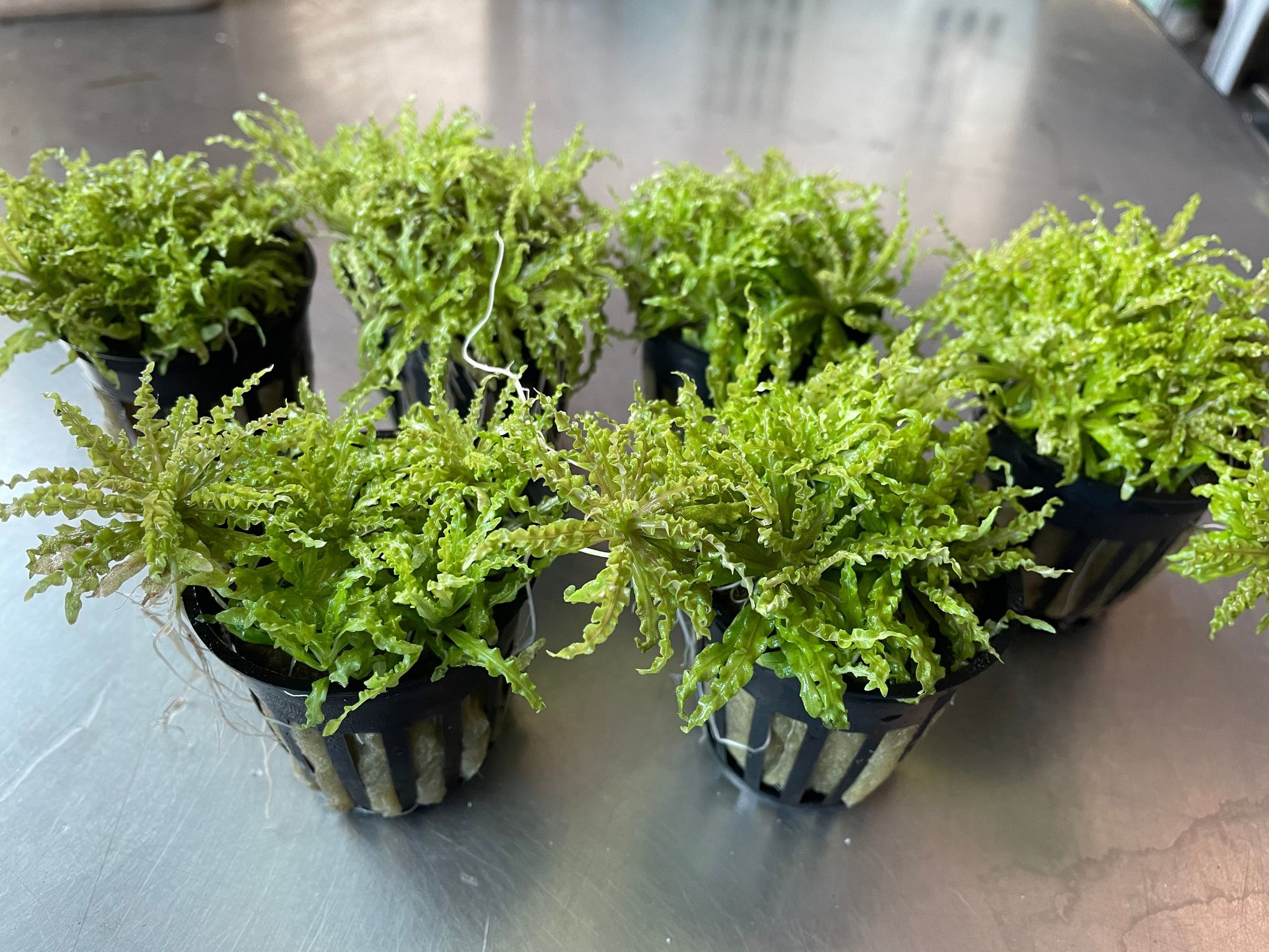 Pogostemon Helferi 'Downoi' Little Star Aquatic Foreground Plant for Aquariums