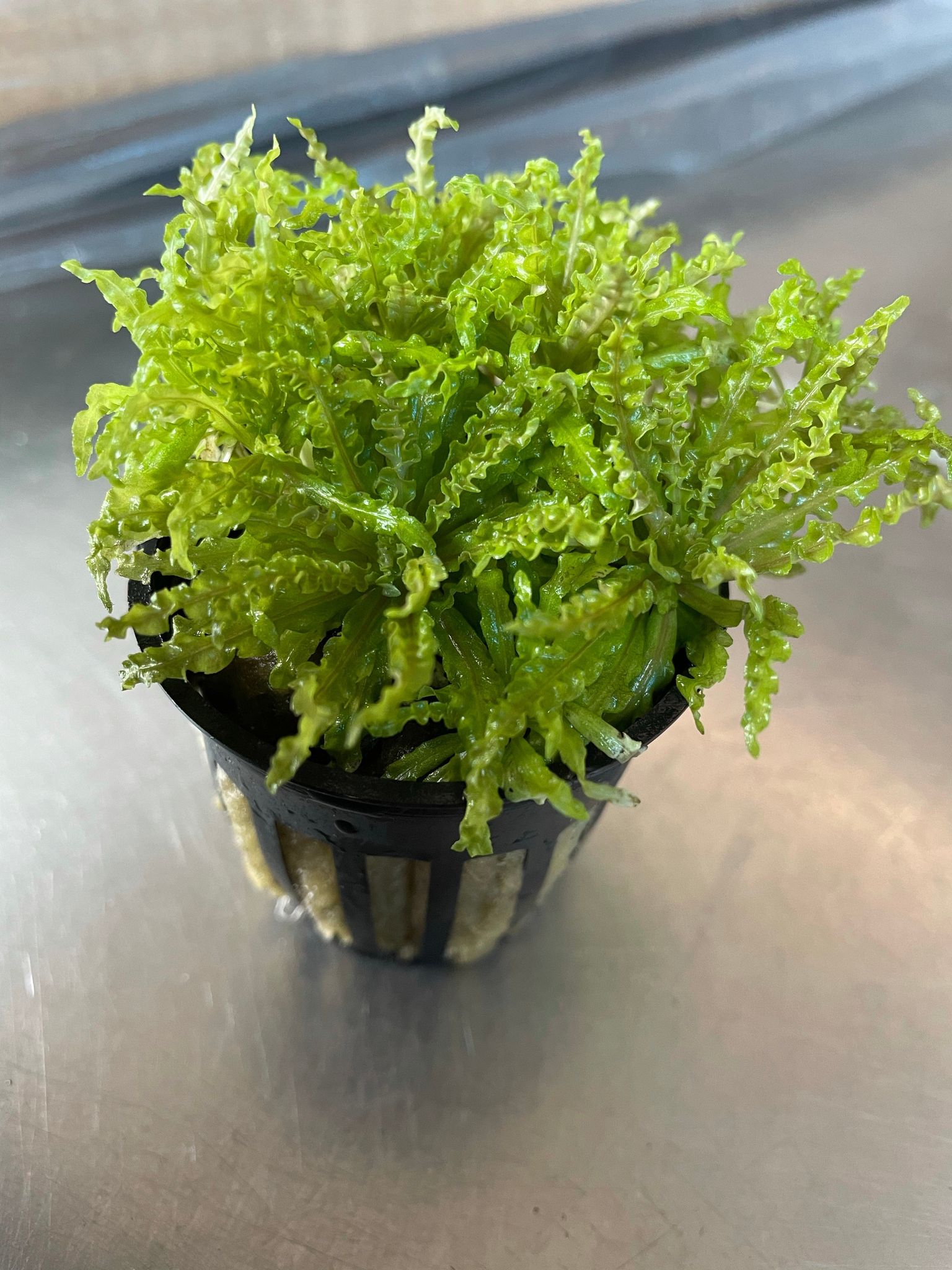 Pogostemon Helferi 'Downoi' Little Star Aquatic Foreground Plant for Aquariums