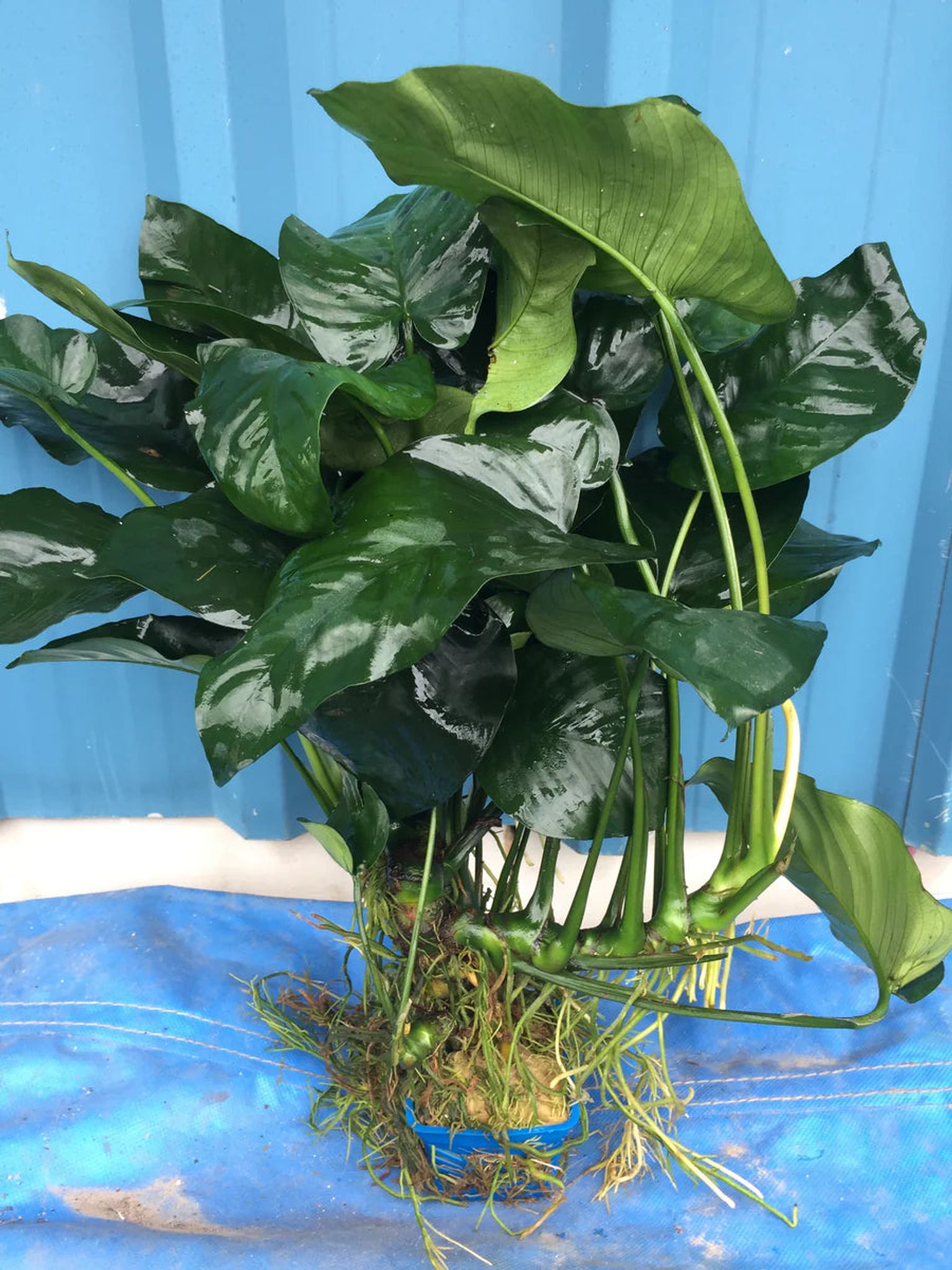 Premium Anubias Barteri Super Large Live Aquarium Plant – Lush Green Foliage