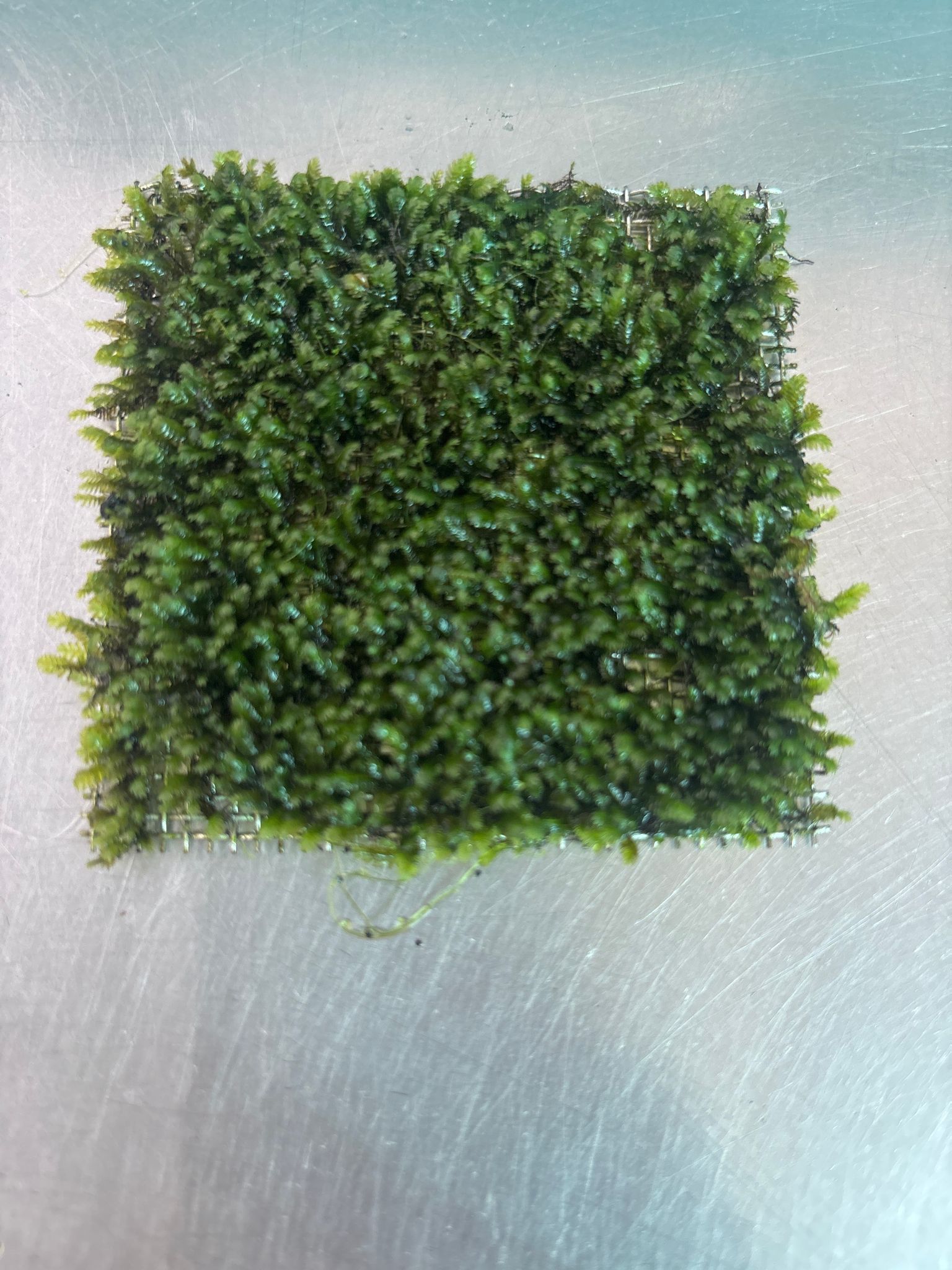 Premium Mini Fissiden Mesh Aquatic Moss for Nano Aquariums & Aquascaping
