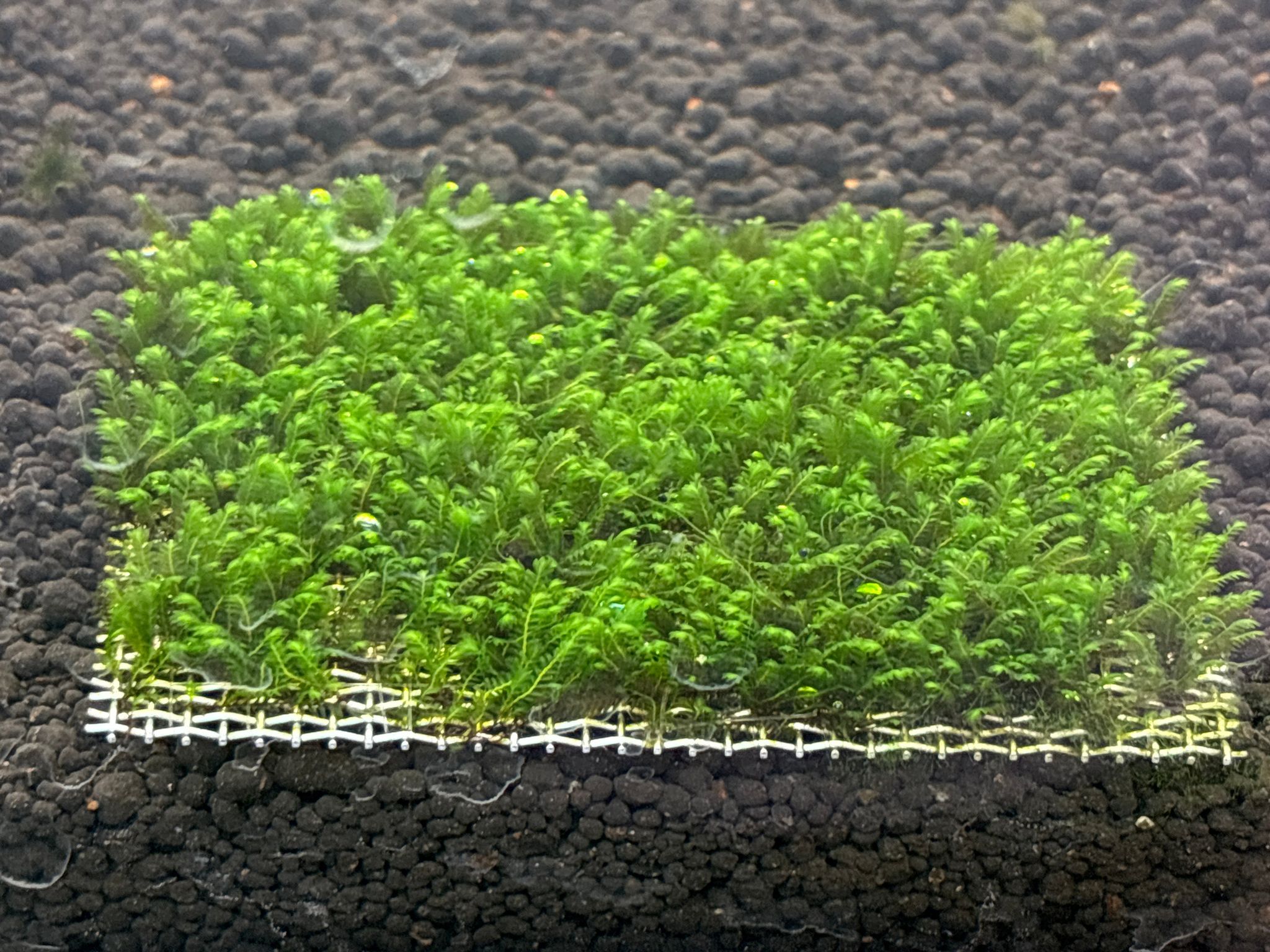 Premium Mini Fissiden Mesh Aquatic Moss for Nano Aquariums & Aquascaping