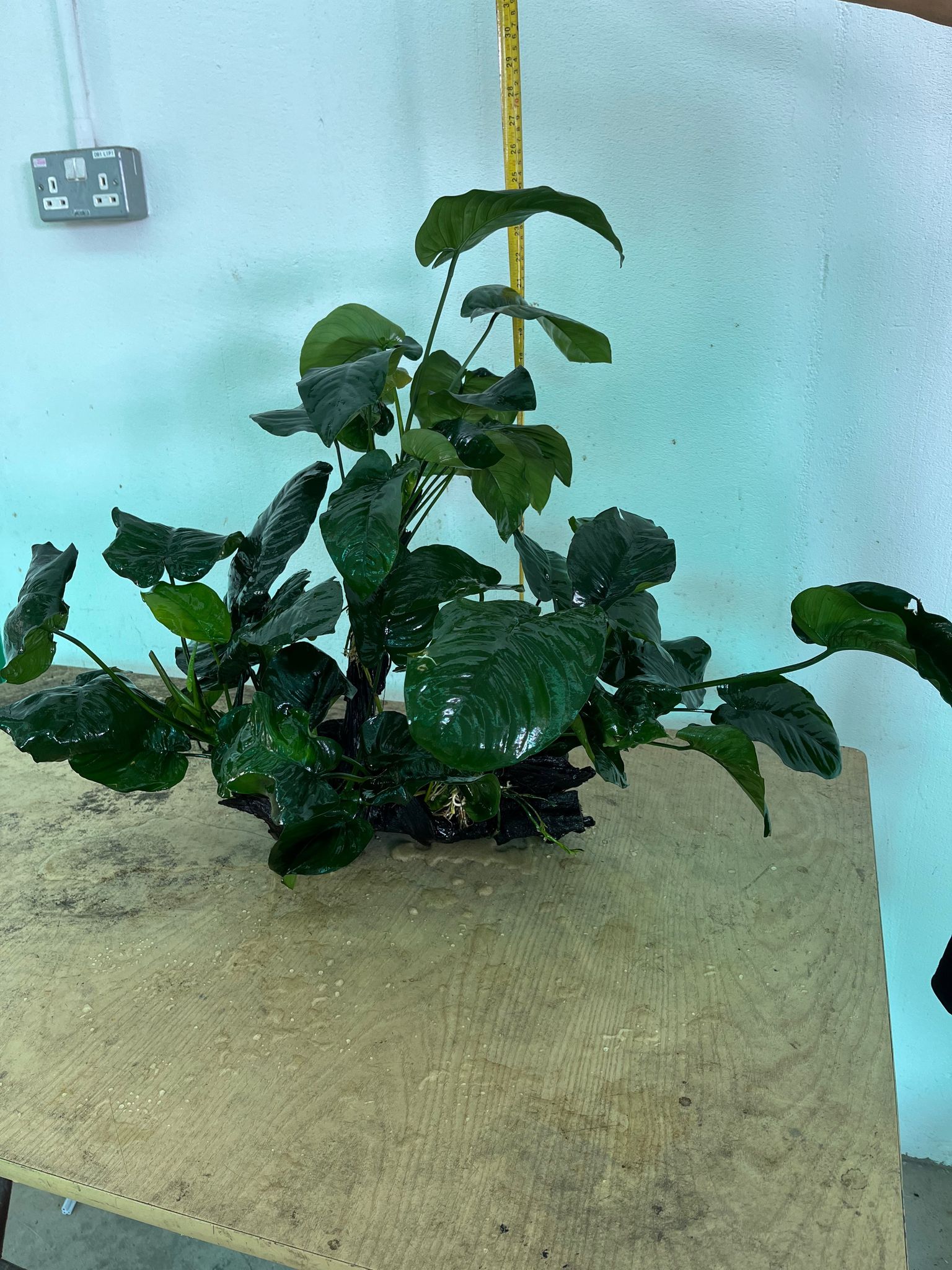 Subwassertang Care Guide: Light, CO2, Substrate and Growth Tips