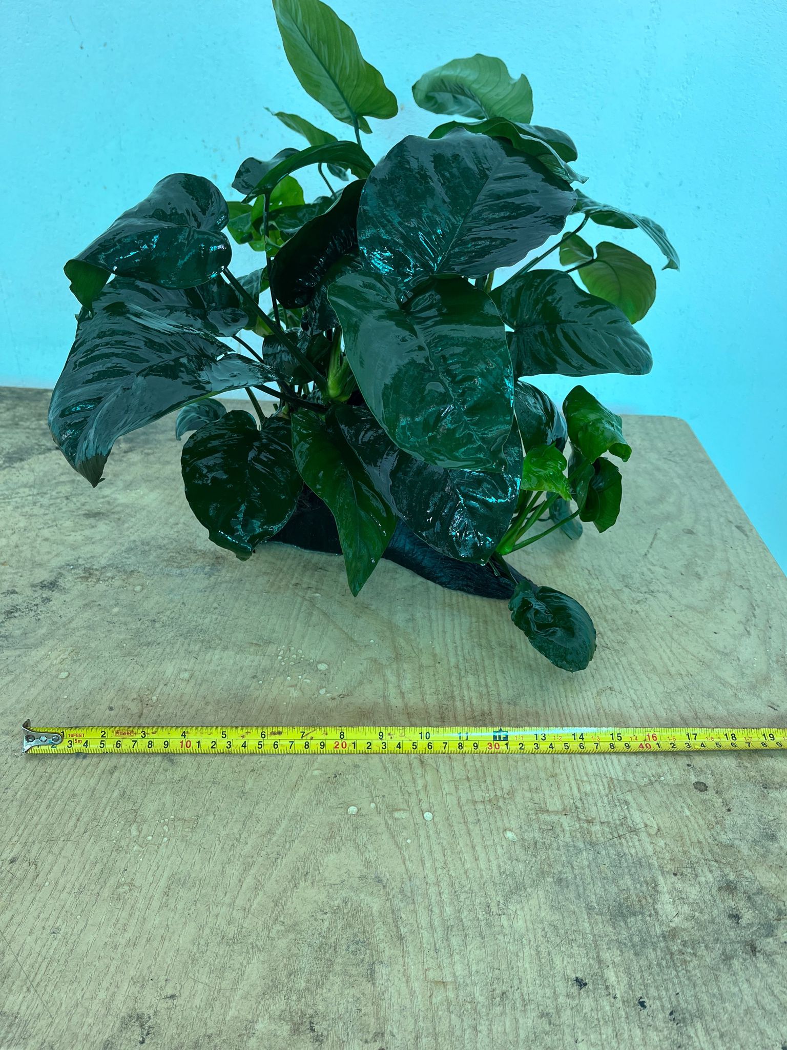 Premium XL Anubias Barteri Live Aquatic Plant on Natural Driftwood Decor