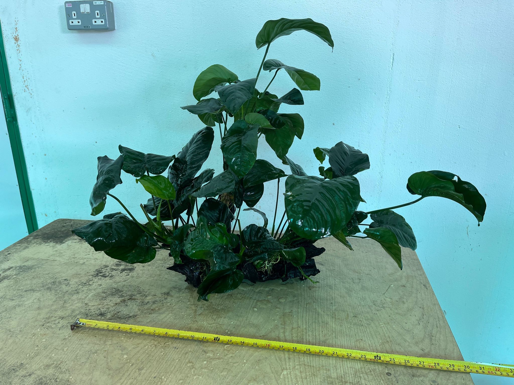 Premium XL Anubias Barteri Live Aquatic Plant on Natural Driftwood Decor