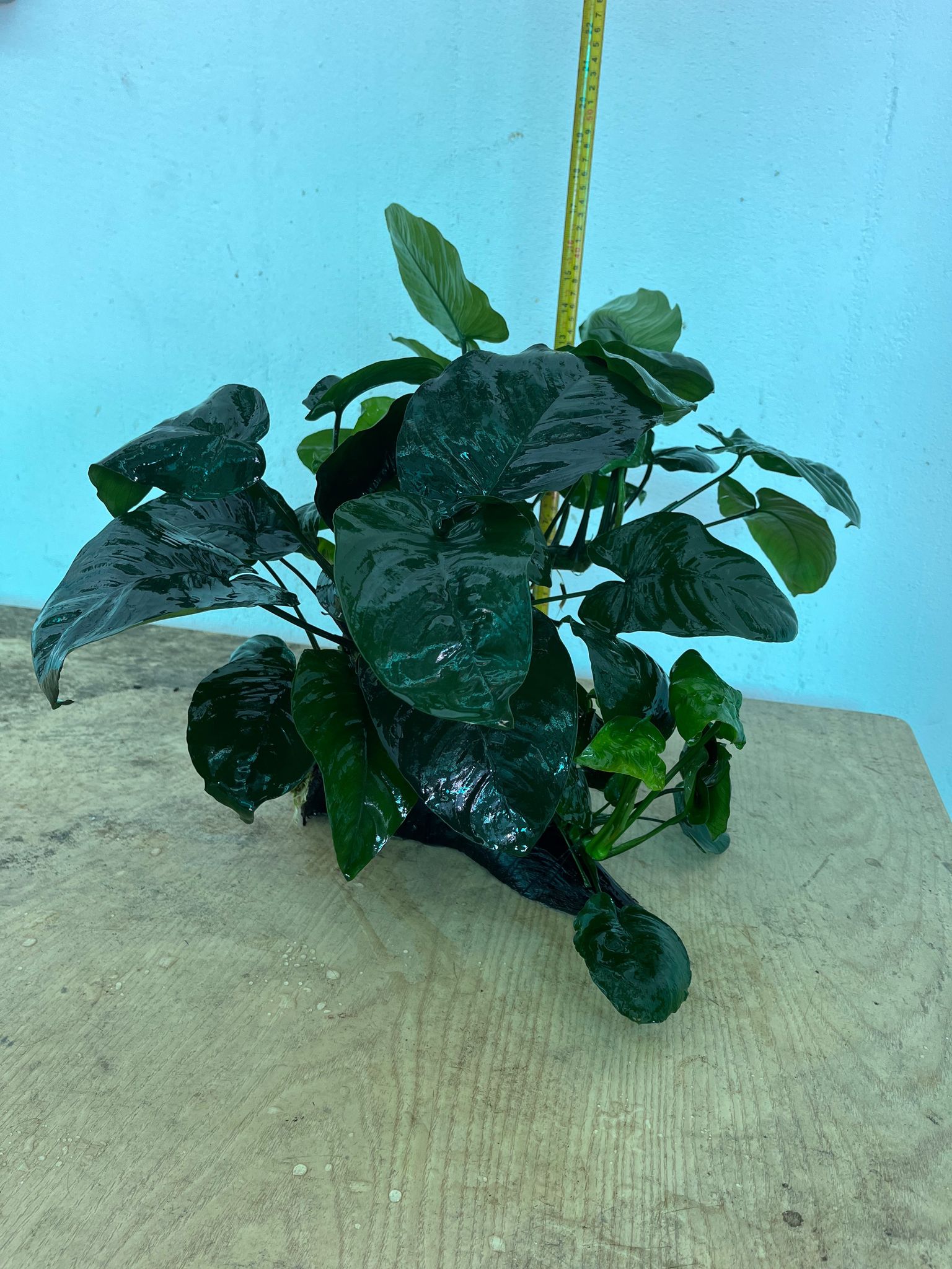 Premium XL Anubias Barteri Live Aquatic Plant on Natural Driftwood Decor