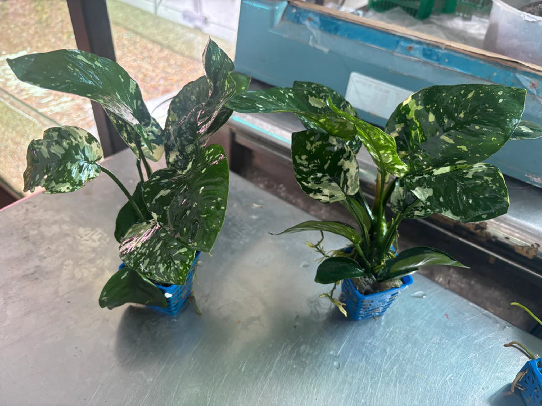 How to Plant and Propagate Anubias in a Freshwater Aquarium