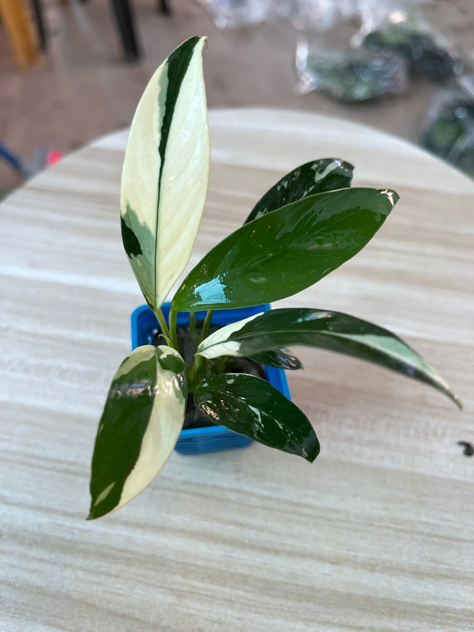 Rare White Anubias Heterophylla Live Aquarium Plant - Easy Care Freshwater Beauty