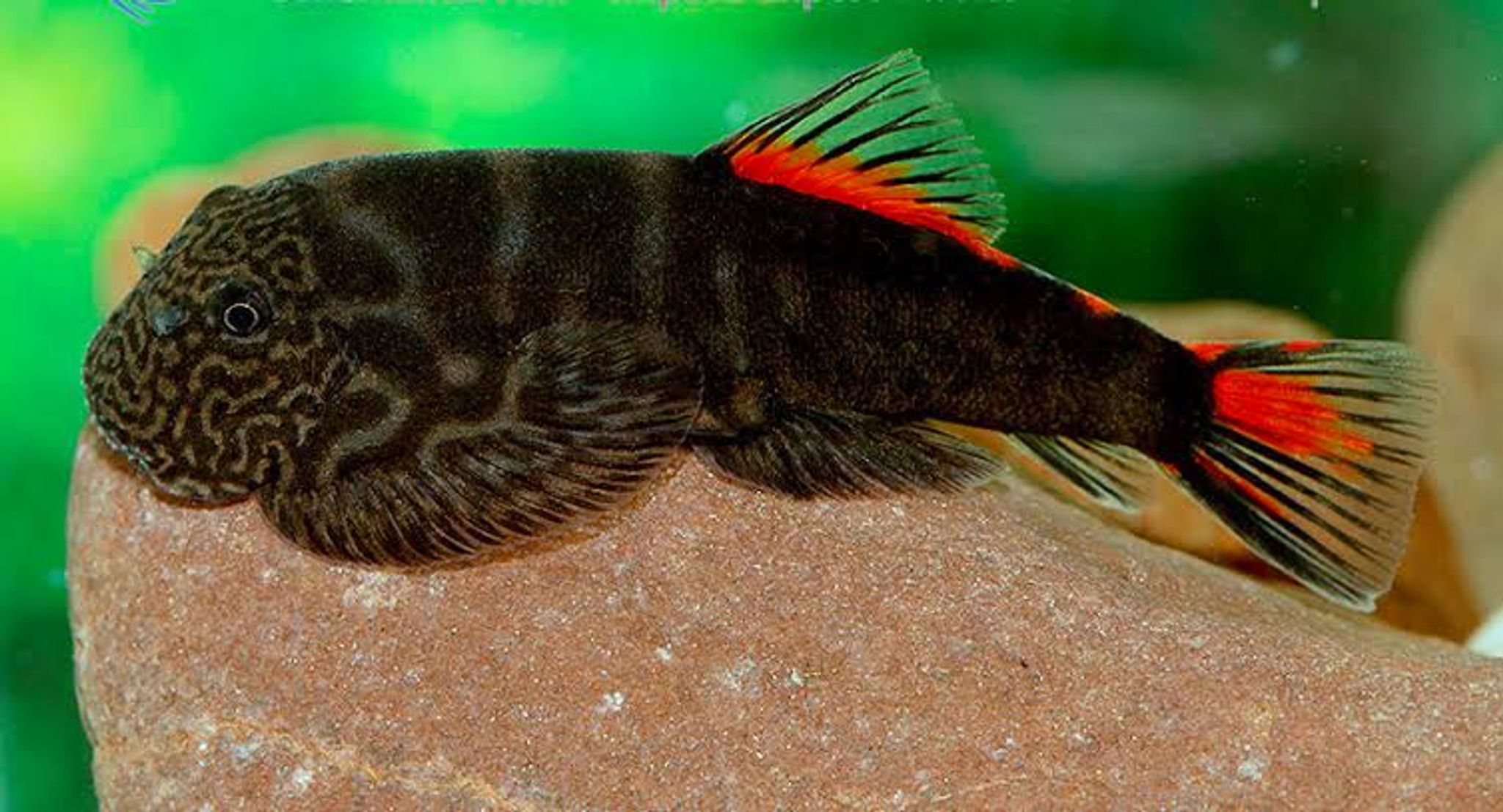 Red fin borneo sucker 3-4cm