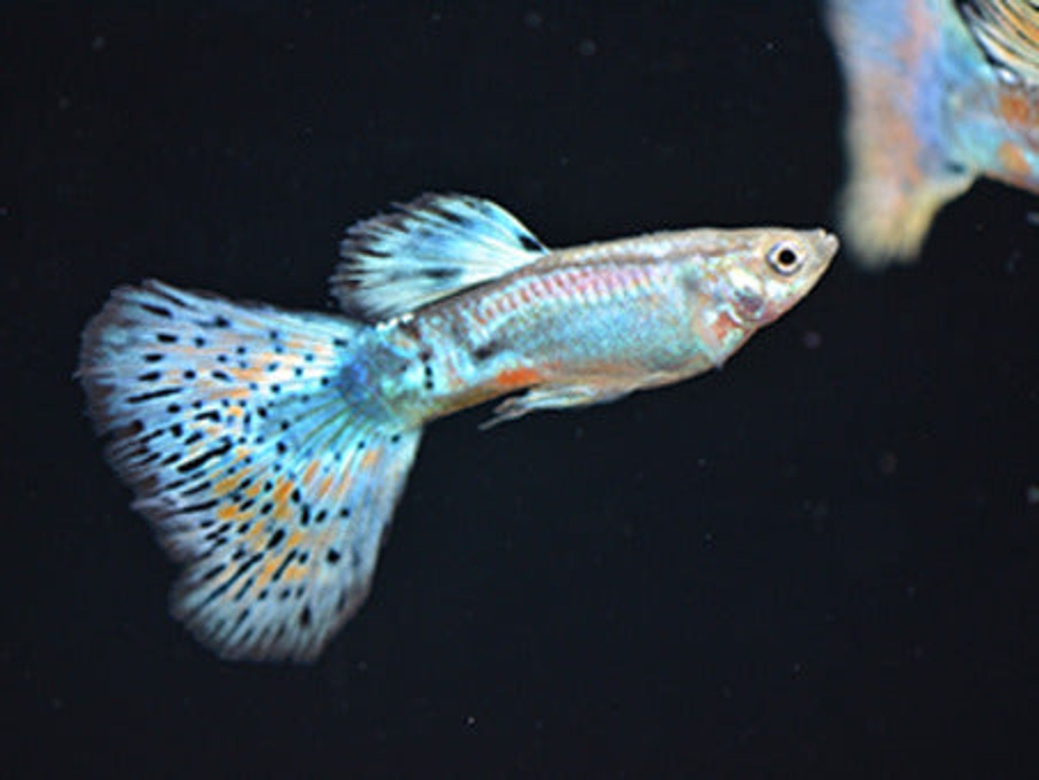 Red grass guppy 2.5cm Pair