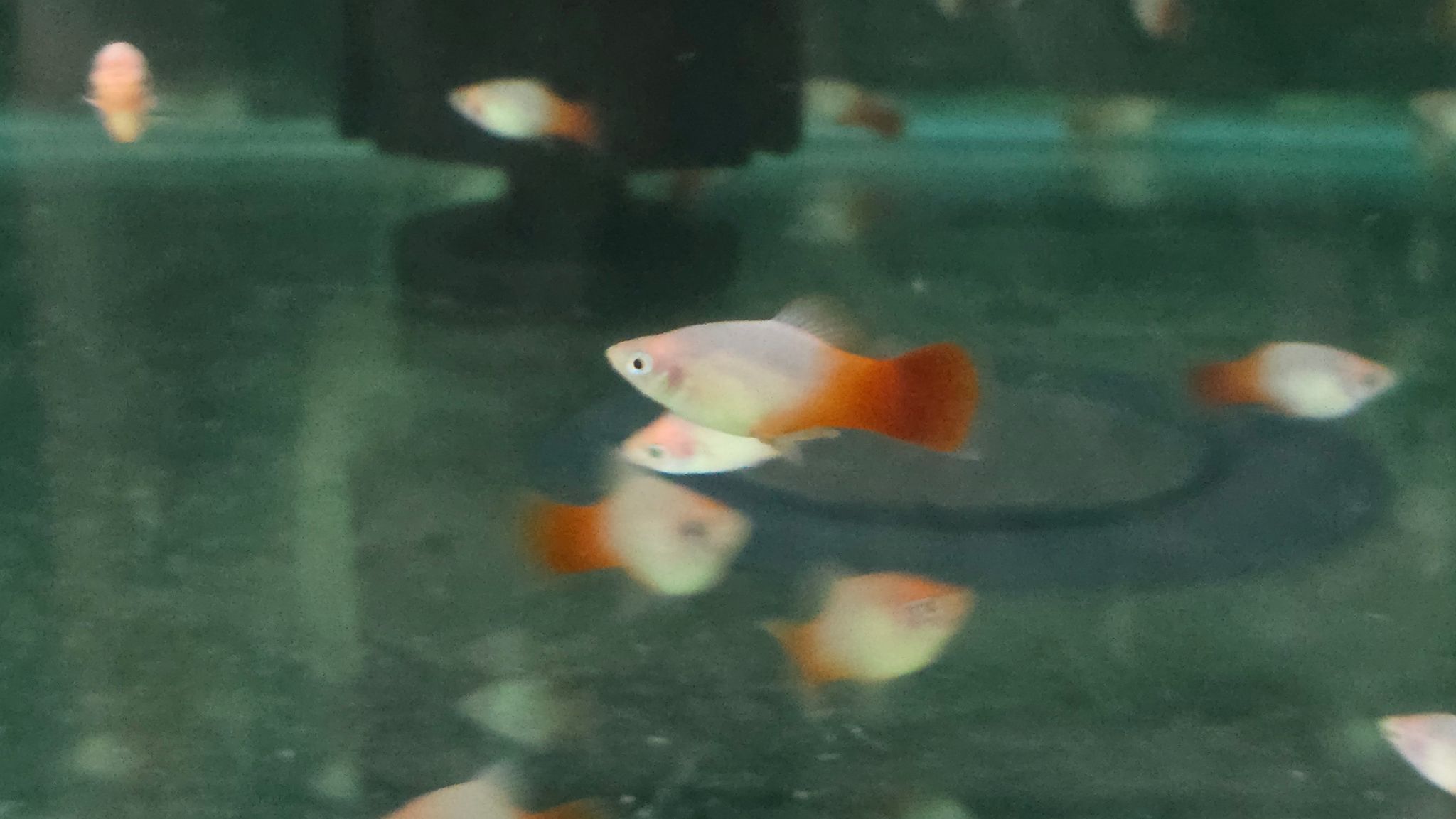 Red Marboro platy 3cm