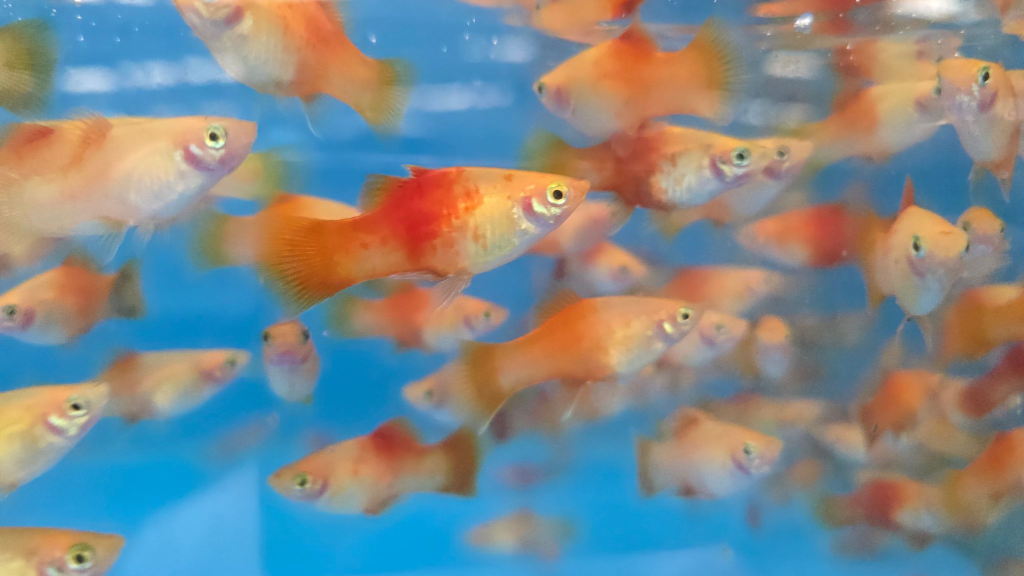 Red top platy 2.5cm