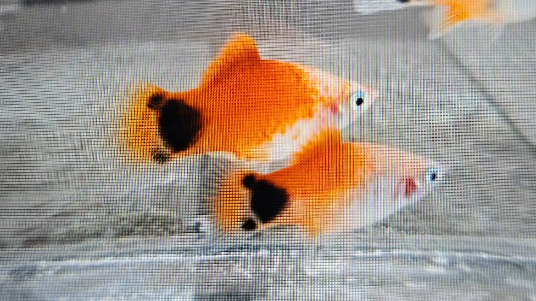 Red white mickey mouse platy 3cm
