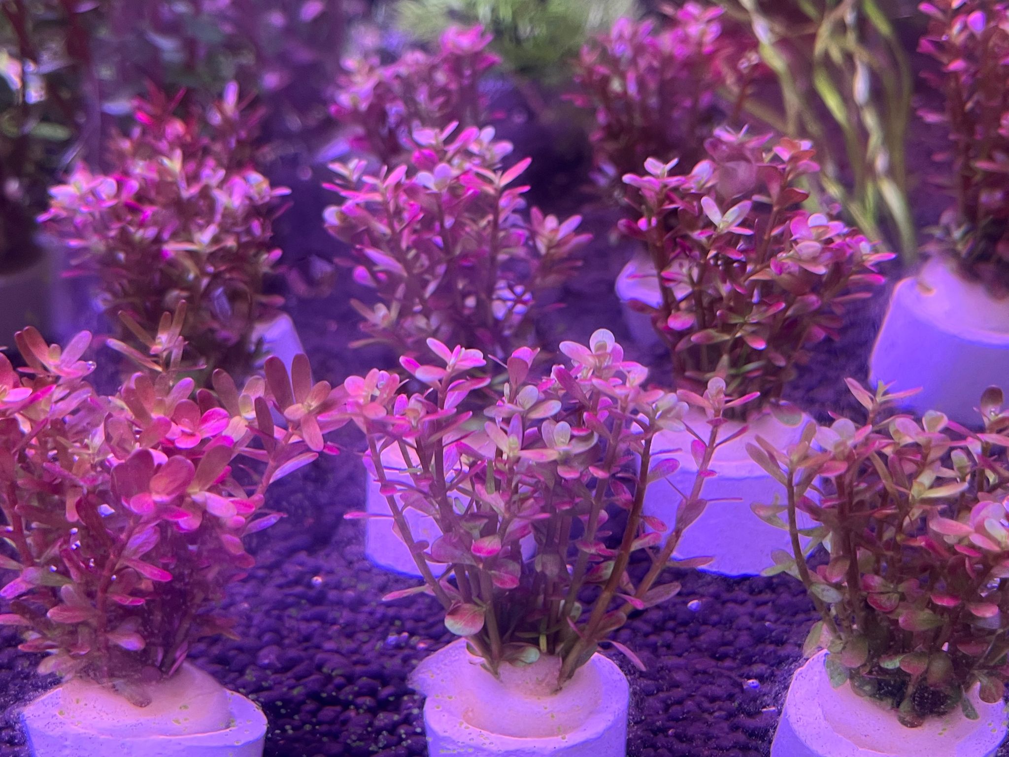Rotala Wayanad Vibrant Red Aquarium Plant - Midground CO2 Required Live Flora