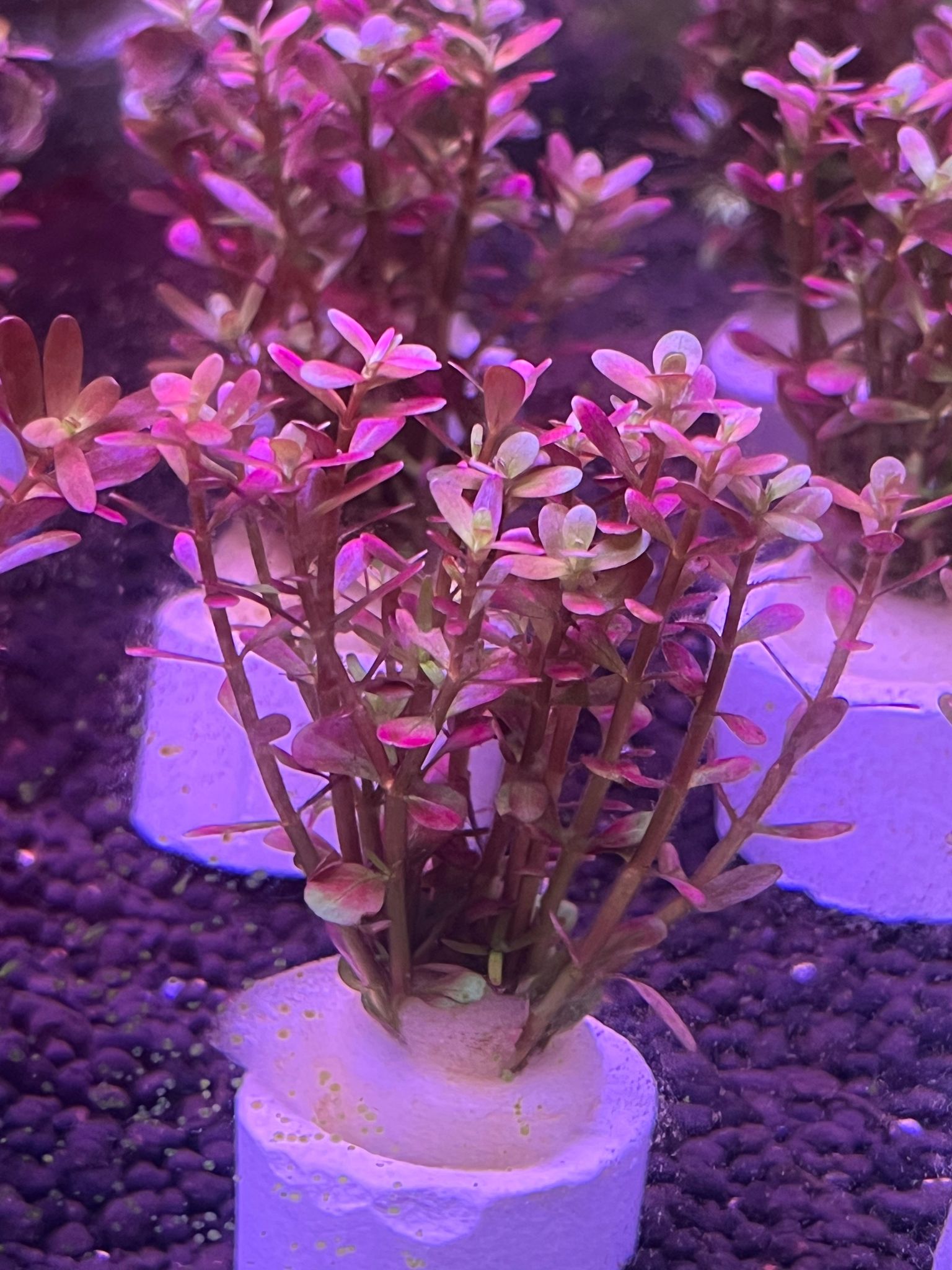 Rotala Wayanad Vibrant Red Aquarium Plant - Midground CO2 Required Live Flora