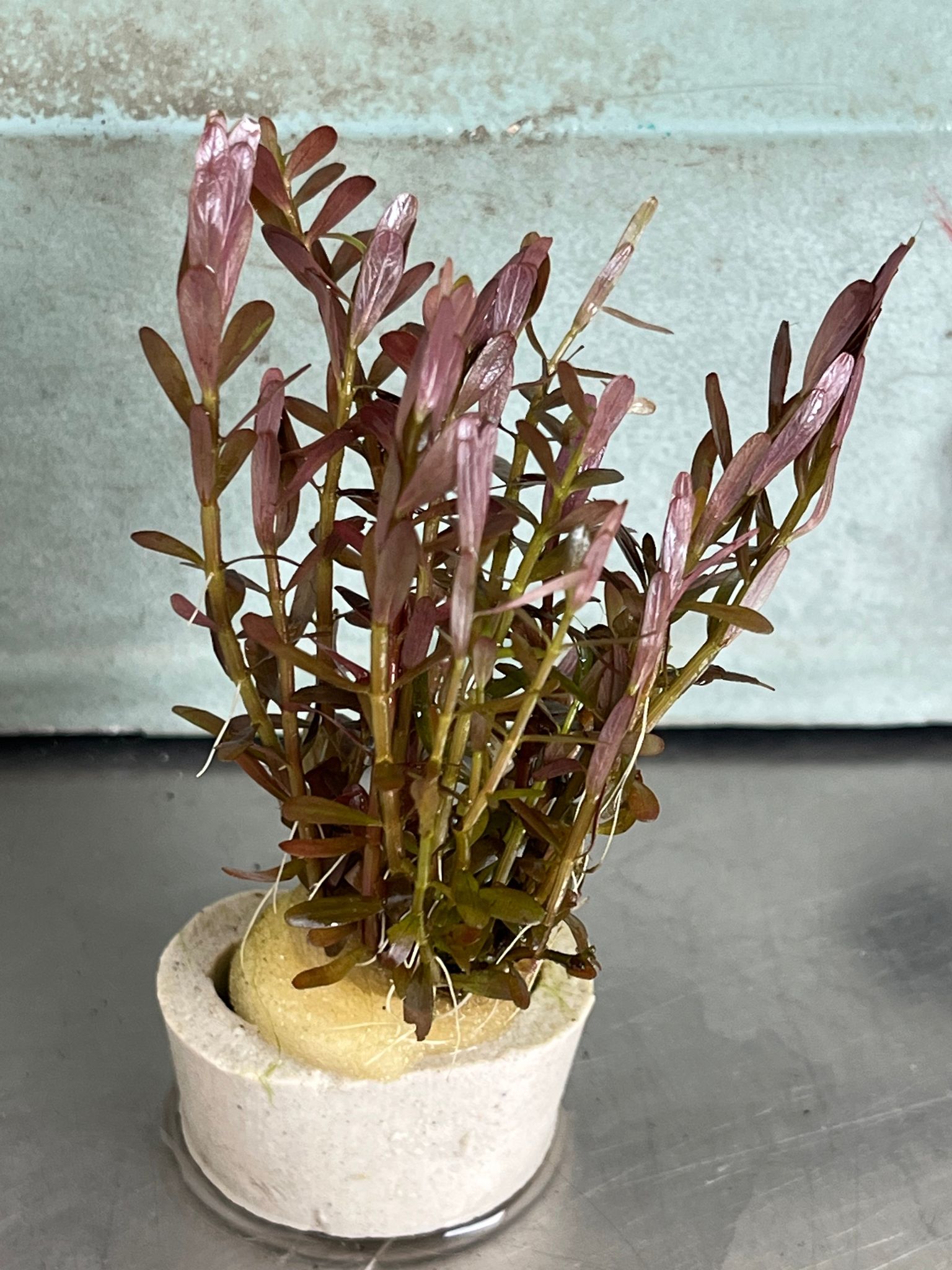 Rotala Wayanad Vibrant Red Aquarium Plant - Midground CO2 Required Live Flora