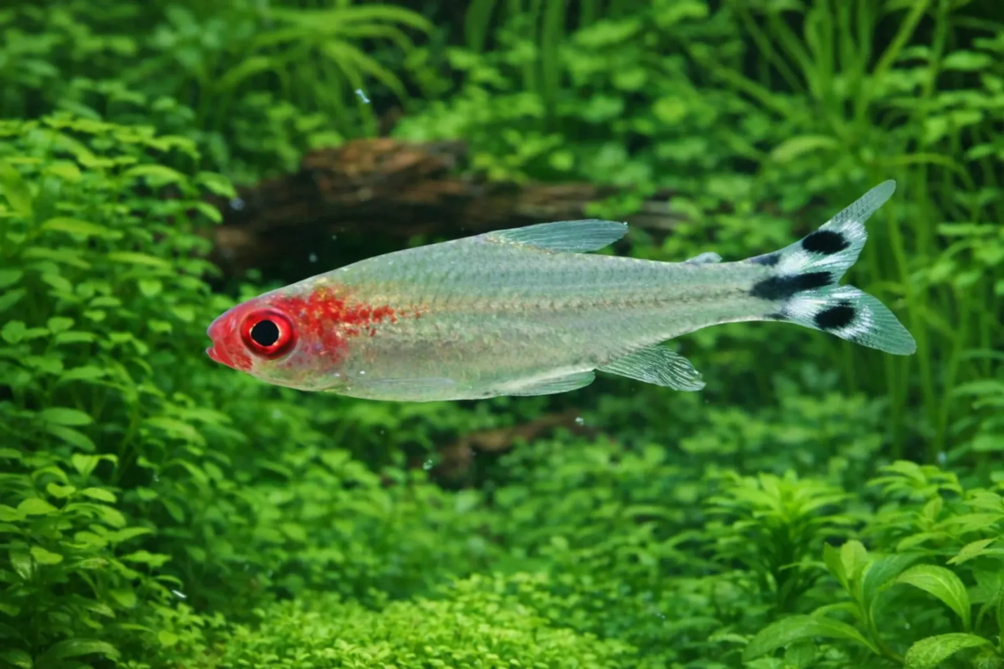 What Do Rummy-Nose Tetra Eat? A Practical Feeding Guide