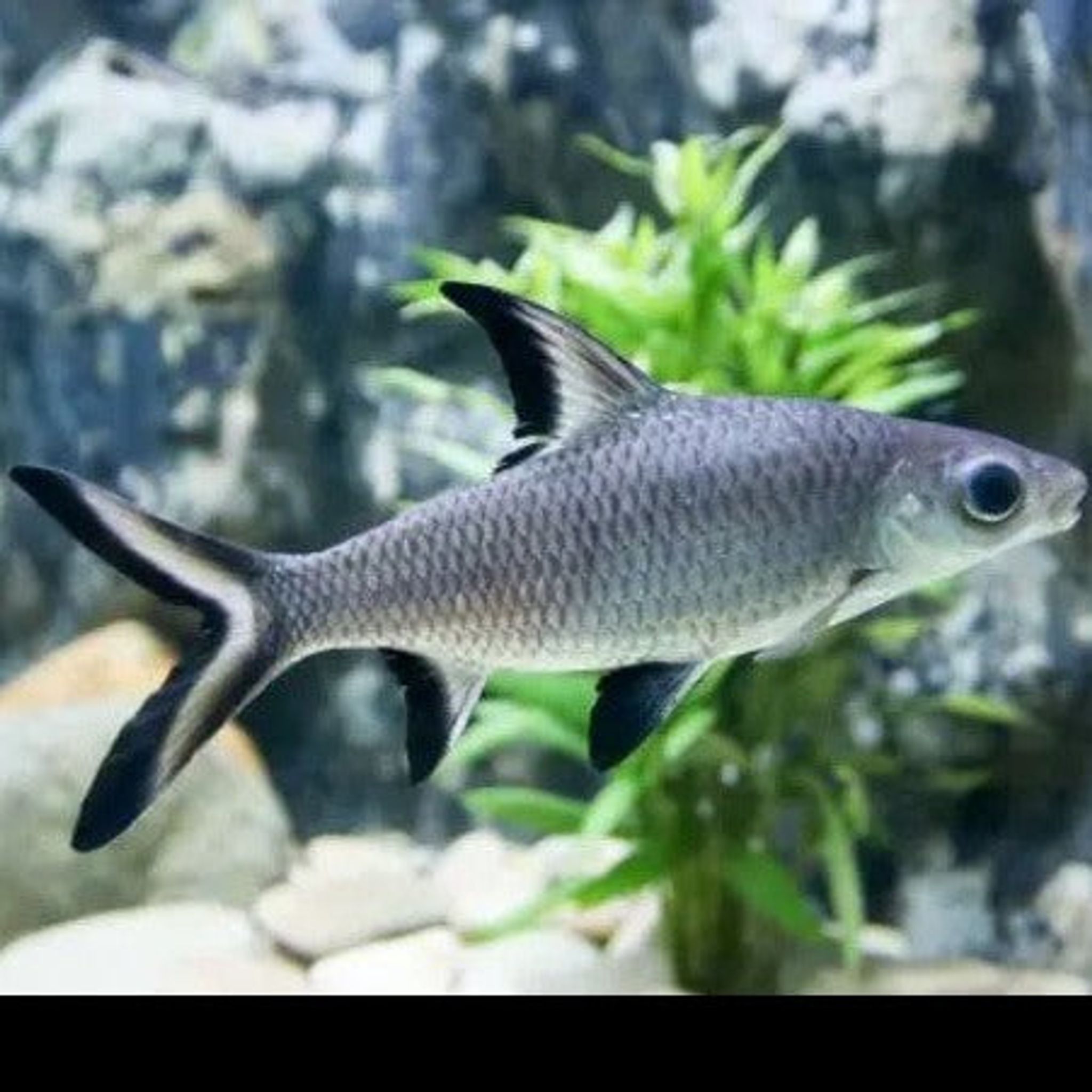 Silver Shark 5cm