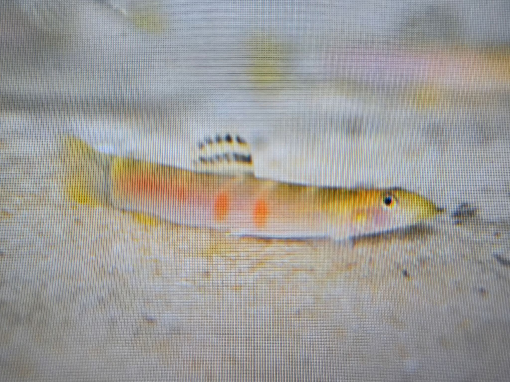 Sumo loach 5cm
