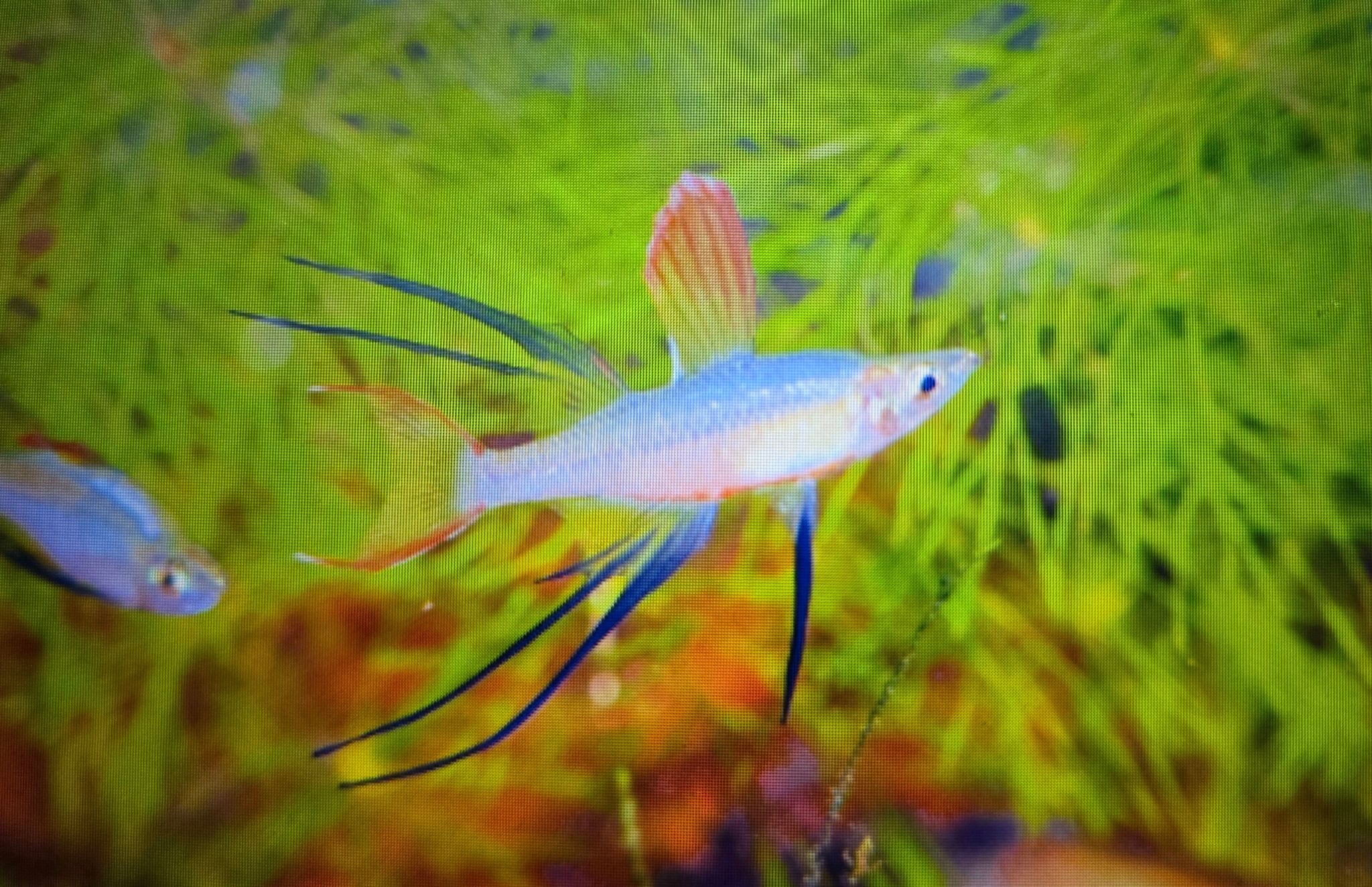Threadfin rainbow 2.5-3cm