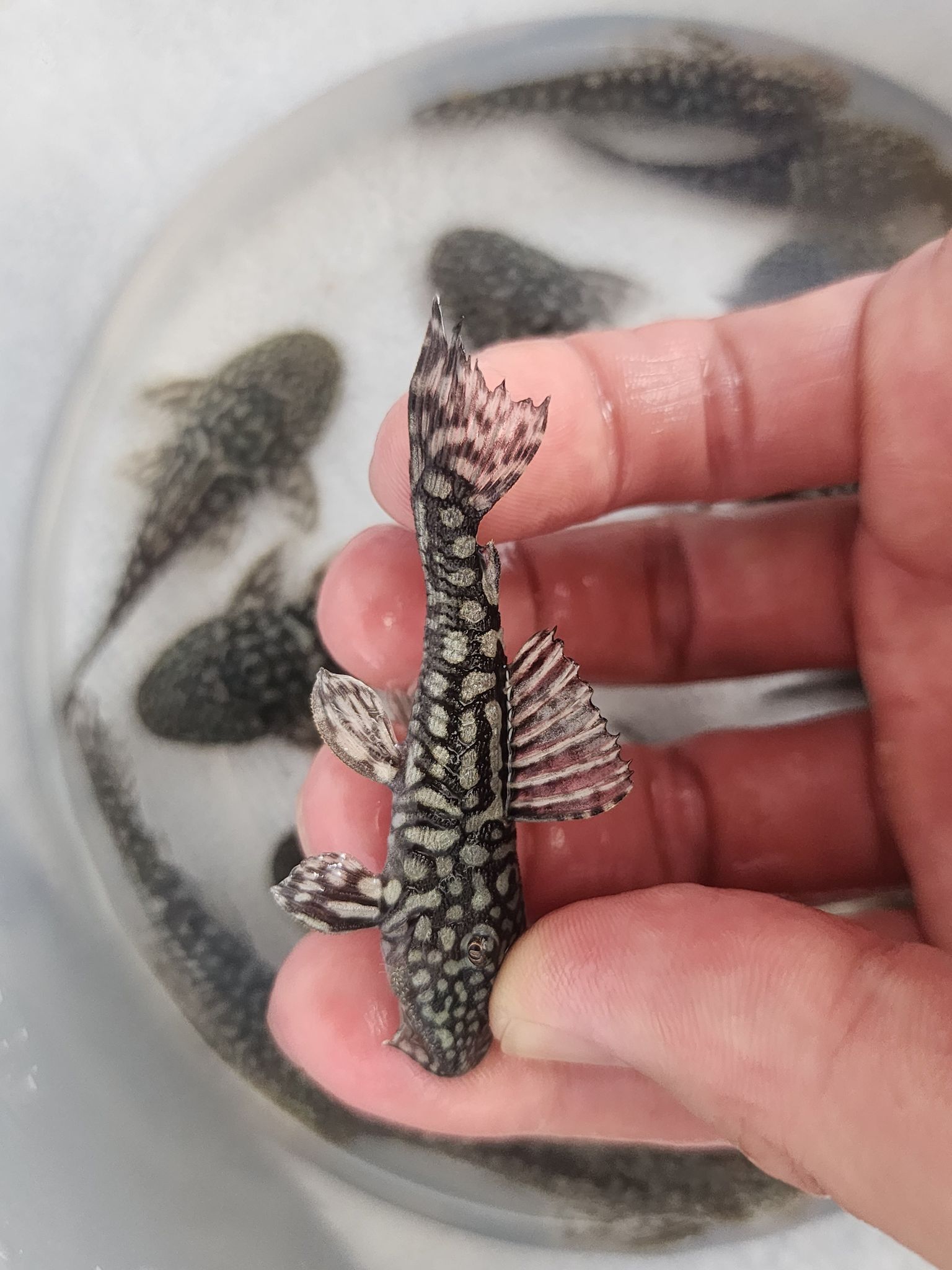 Pleco Pseudancistrus genisetiger 5-6cm