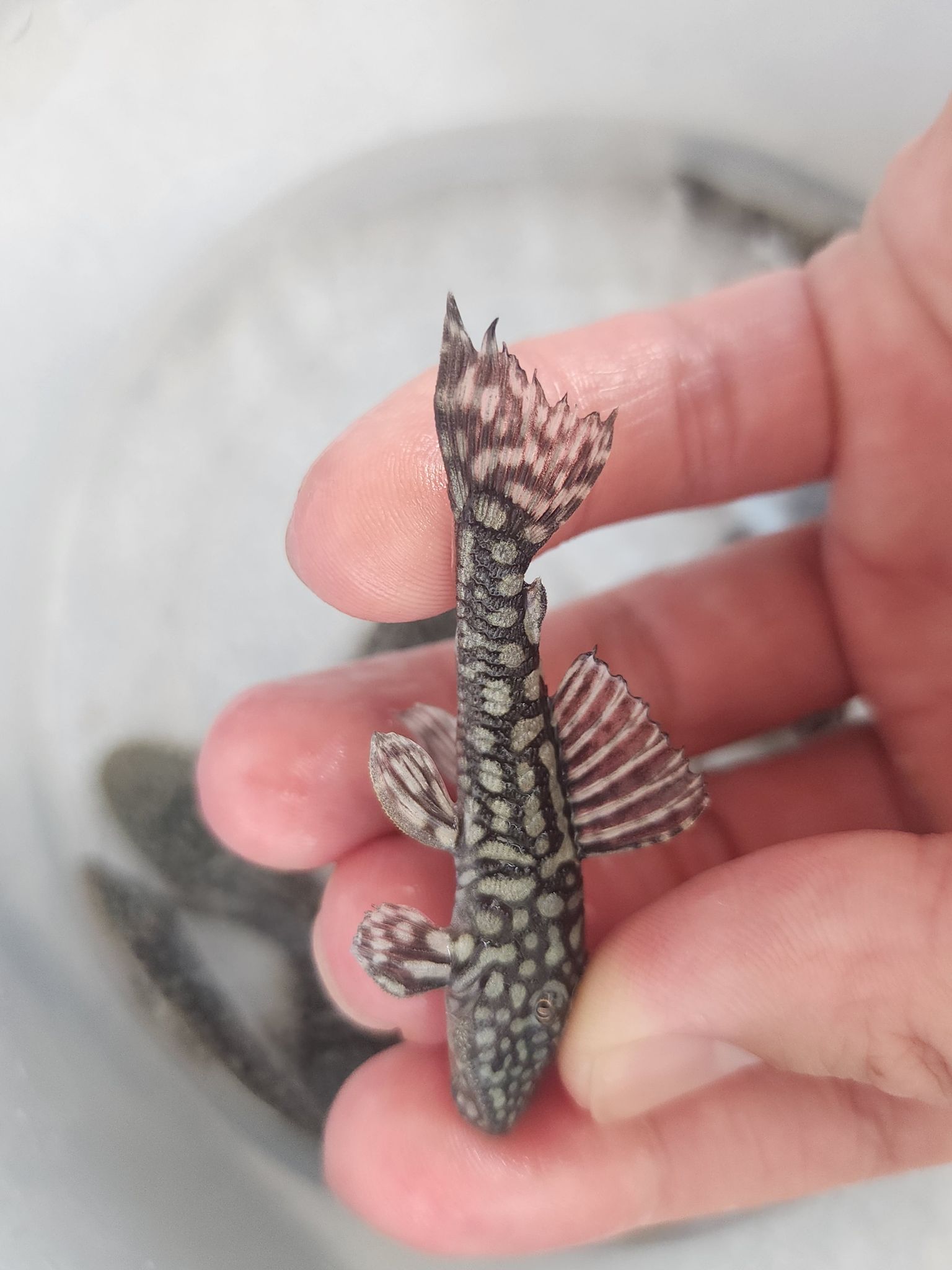 Pleco Pseudancistrus genisetiger 5-6cm