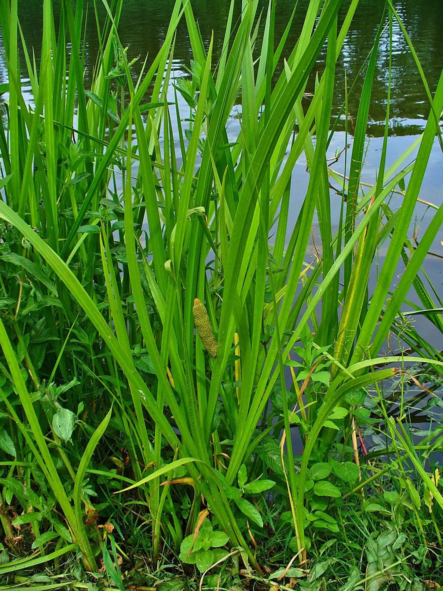 Vibrant Acorus Calamus Live Aquarium Plant – Easy Care Freshwater Foliage