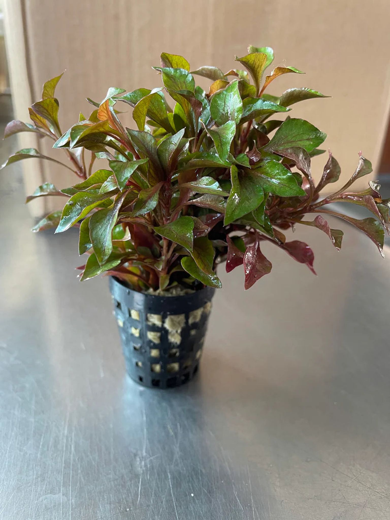 Vibrant Alternanthera Bettzickiana Red Live Aquarium Plant – Colorful Red Foliage
