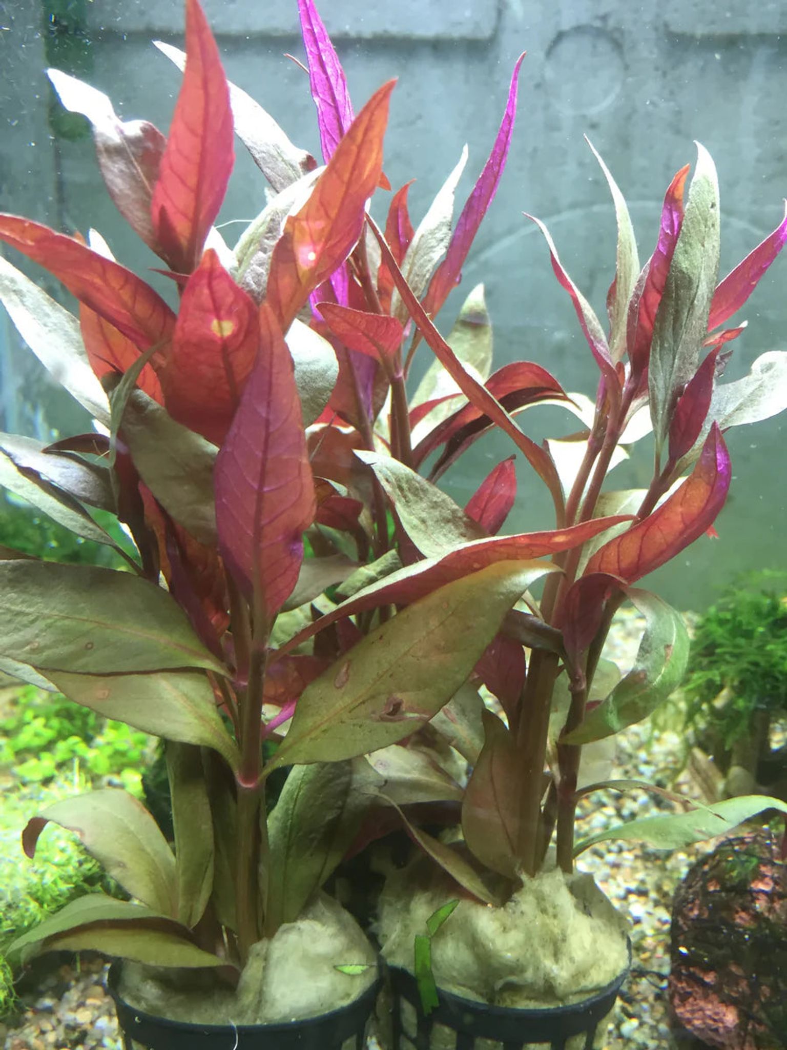 Vibrant Alternanthera Lilacina Live Aquarium Plant – Deep Red Stem Accent