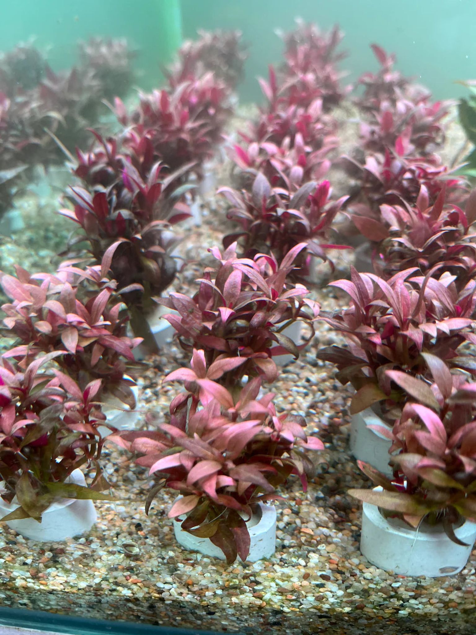 Vibrant Alternanthera Reineckii Mini Live Aquarium Plant – Compact Red Accent