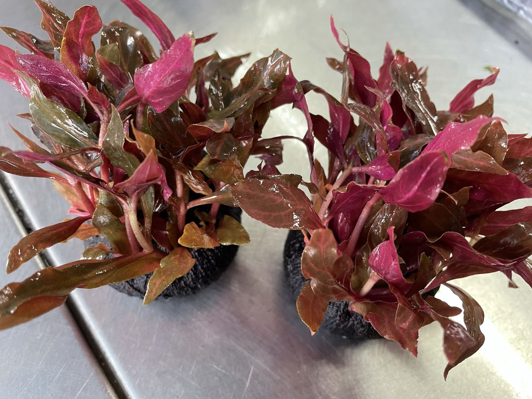 Vibrant Alternanthera Reineckii Variegated Aquatic Plant for Stunning Aquascapes
