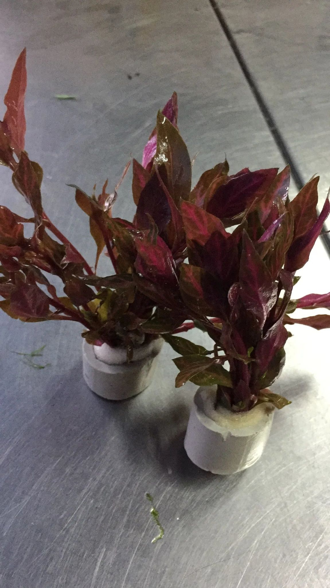 Vibrant Alternanthera Reineckii Variegated Live Aquarium Plant – Striped Red Foliage